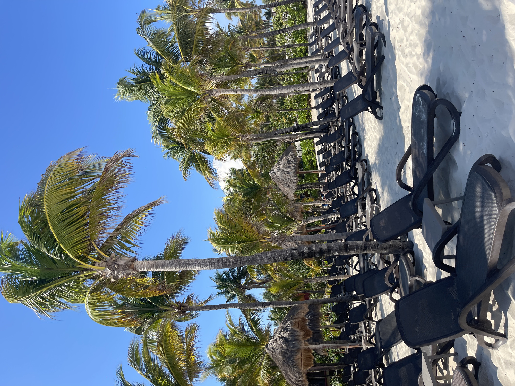 The image depicts a beach scene in Playa del Carmen, Mexico. A row of black mesh beach chairs is arranged on the white sand. Behind the chairs, a line of tall palm trees with green and yellow fronds stretches into the distance under a clear blue sky. There are also a few thatched umbrellas scattered amongst the trees. No people are visible in the image.