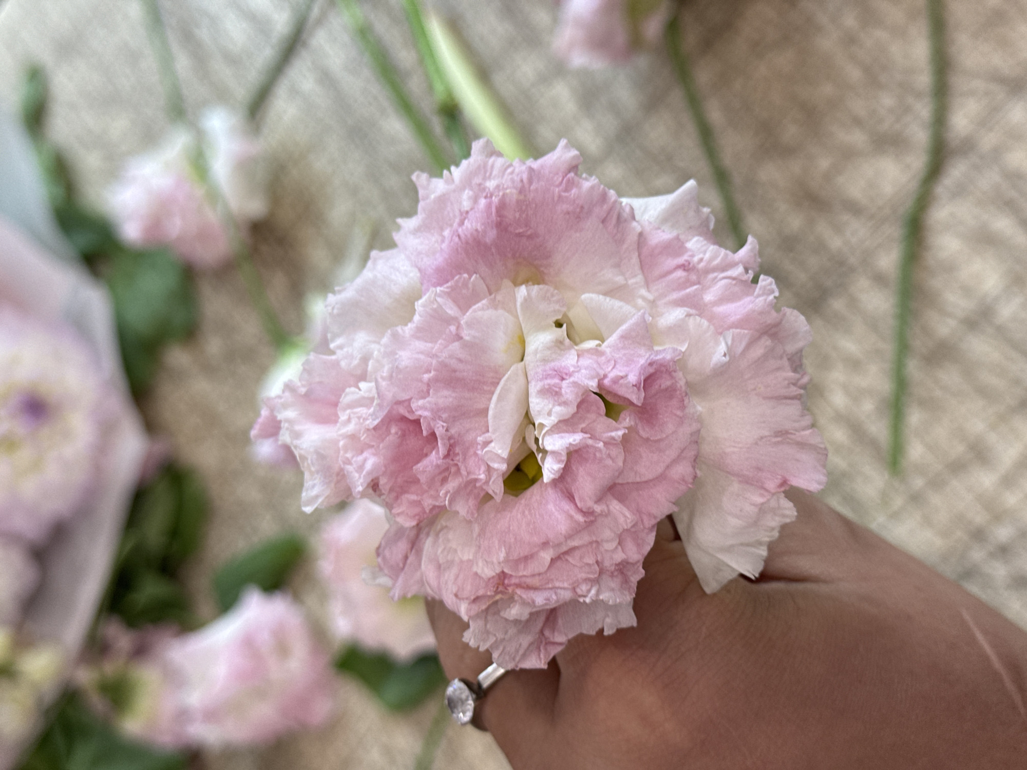 A close-up, eye-level shot shows a person's hand gently holding a delicate, multi-layered pink and white flower. The flower's petals are ruffled and have a soft, almost translucent appearance. A silver ring with a clear stone is visible on the person's ring finger. The background is softly blurred, revealing more pink flowers and green stems arranged on a textured, neutral-colored surface that appears to be fabric. The lighting is natural and soft, highlighting the delicate texture of the flower petals. The scene is static, with no discernible action taking place. The location is not specified in the image itself, and therefore cannot be confirmed to be Assinovskaya, Russia.