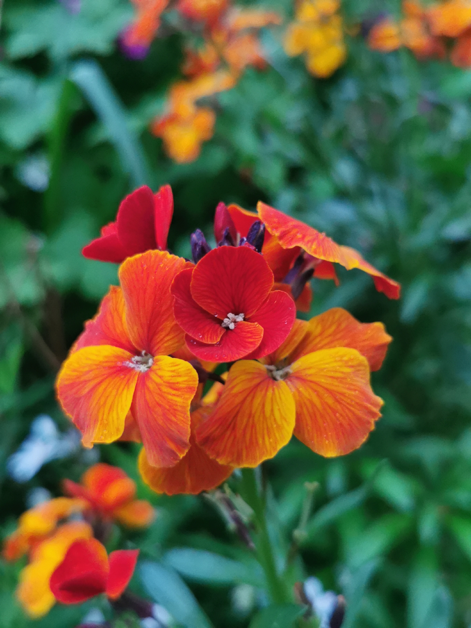 A close-up shot reveals a cluster of wallflower blossoms in vibrant shades of red, orange, and yellow. The foreground flowers are in sharp focus, displaying four petals each with subtle color gradients and water droplets on their surfaces. The background features blurry greenery and other flowers with similar color palettes. The location is possibly a garden or park in Varna, Bulgaria, given the presence of typical garden flora. However, without additional information, it's impossible to pinpoint the exact spot. There are no people visible in the image.