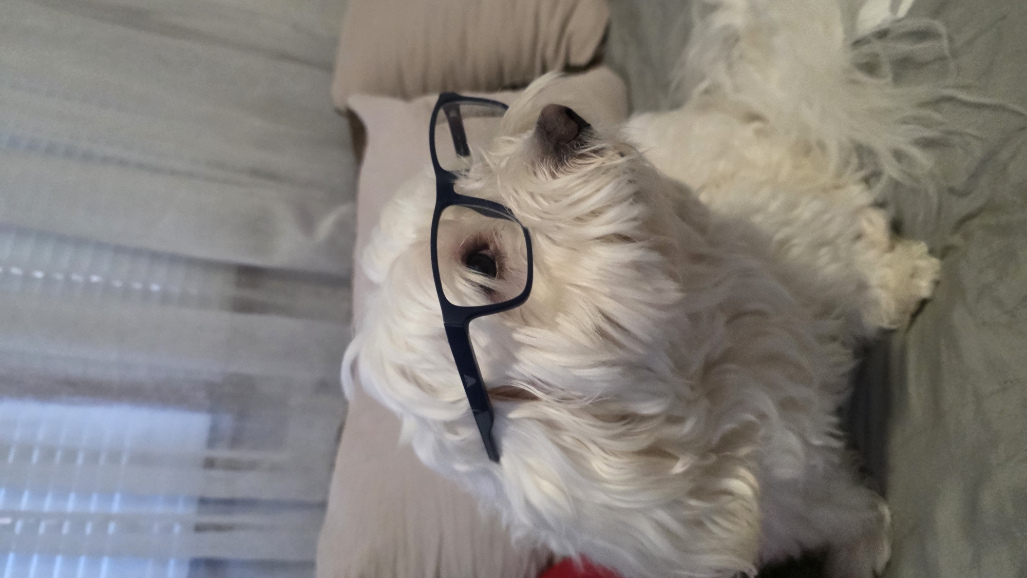 A charming, high-angle close-up shot features a small, white, fluffy dog, possibly a Maltese, resting indoors in Blagoevgrad, Bulgaria. The dog is positioned on light-beige cushions, with a darker grey fabric visible on the right, suggesting a sofa or bed. Its head is tilted upwards and slightly to the right, showcasing its dark nose and one eye visible through a lens. Comically, a pair of black-rimmed glasses is perched on its snout and forehead, adding a playful element to its expression.
The dog's fur is long, wavy, and a pristine white, appearing well-groomed. The scene is illuminated by soft, natural light entering from the left, likely from a window, indicating it is daytime. The background on the left is blurred, revealing horizontal lines that resemble window blinds or sheer curtains. The dog is simply resting; no specific activity is taking place. There is no visible text in the image. The overall impression is one of cuteness and gentle amusement, set in a cozy domestic environment.