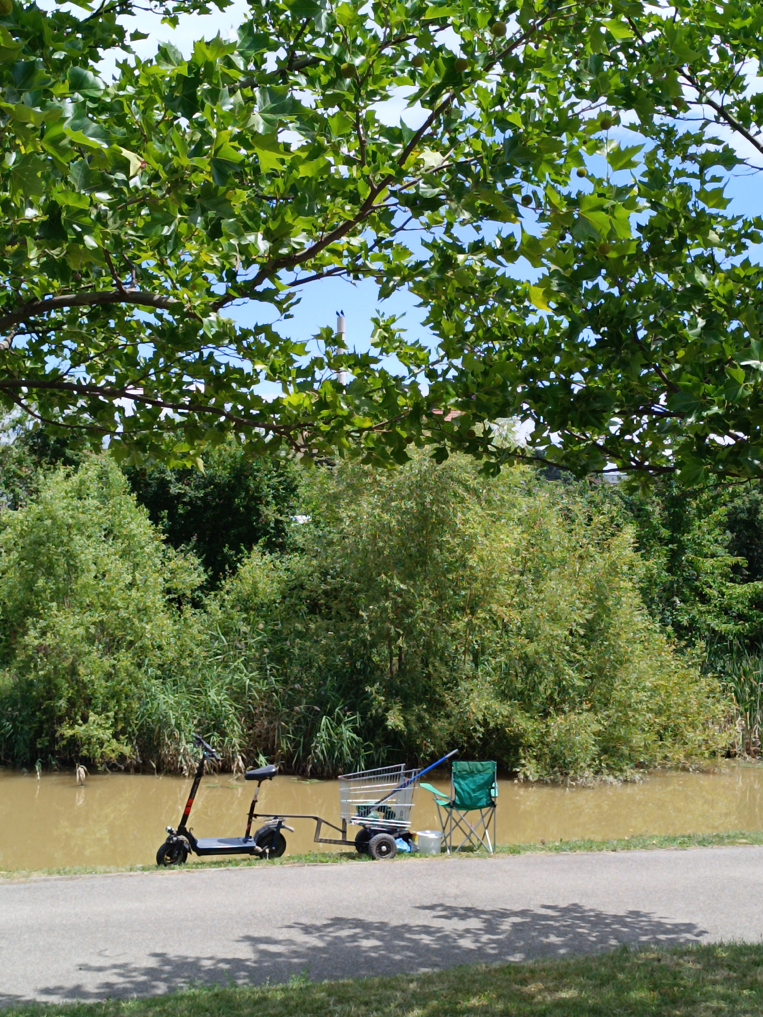 In Târgu Jiu, Romania, an electric scooter is parked on a paved path next to a murky body of water. The scooter is black with red accents and has a seat. It is attached to a small trailer containing a shopping cart. Next to the shopping cart is a green foldable chair and a white bucket. Behind the path, dense green foliage lines the water's edge. Above the foliage, the branches of a large tree with green leaves partially obscure the blue sky. The scene appears to be a peaceful outdoor setting, possibly near a park or natural area.