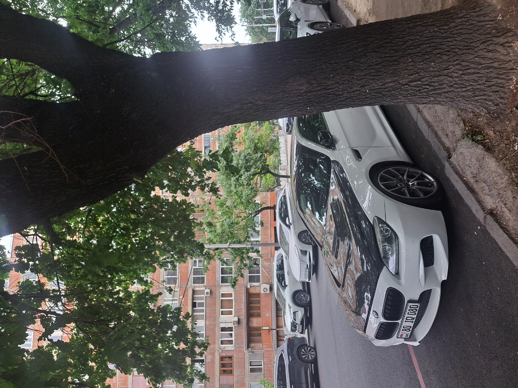 The image captures a street scene in Yerevan, Armenia. A row of parked cars lines the curb on a paved street. The foreground is dominated by a large tree with its trunk and branches extending across the top and left of the frame. The cars are primarily white or light-colored, and one car in the front is prominently displayed, partially revealing the license plate with the code "80 IQ 080" and the letters "AM". Behind the cars, there is a brick building with multiple windows and balconies. The overall scene suggests a typical urban environment in Yerevan, combining natural elements with residential architecture and parked vehicles.