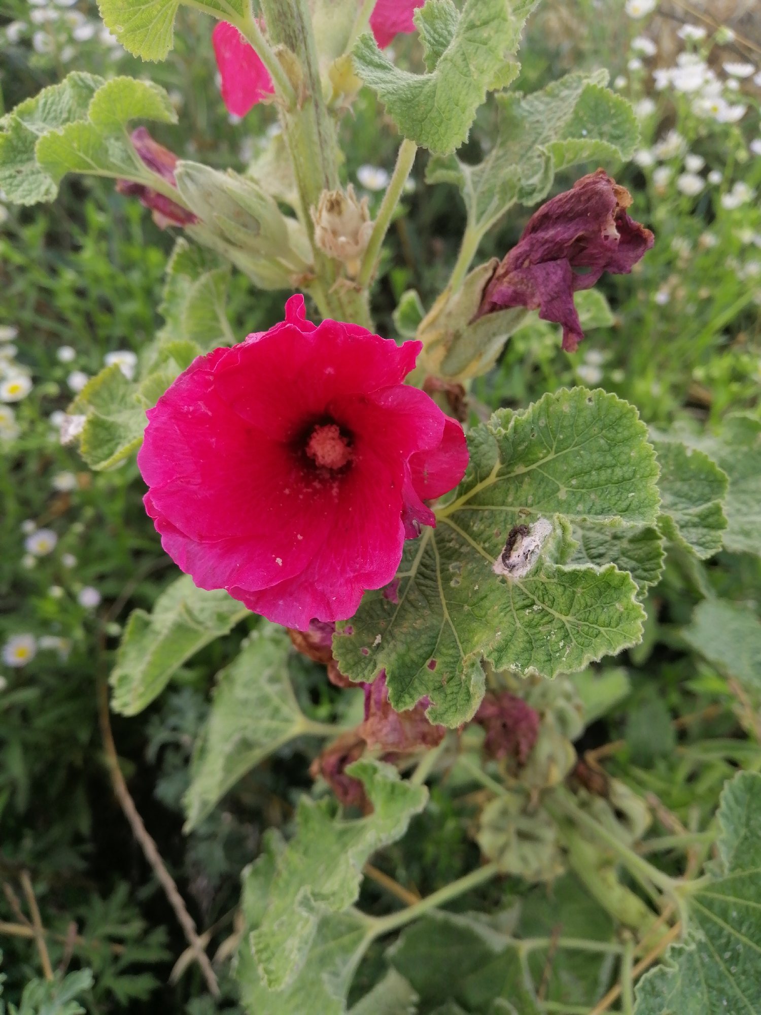 A close-up, eye-level shot captures a vibrant pink hollyhock flower in bloom. The flower is the primary subject, its petals unfurled and reaching towards the viewer. Its center is a dark black, with a fuzzy yellow stamen cluster. The hollyhock is part of a larger plant, with fuzzy green leaves and a thick stalk. A wilting, dark purple hollyhock bloom is visible to the upper right of the main flower. The background is a blur of greenery and small white flowers, suggesting a natural outdoor setting. There are no people visible in the image. The scene appears to be located in Mali Kuskivtsi, Ukraine.