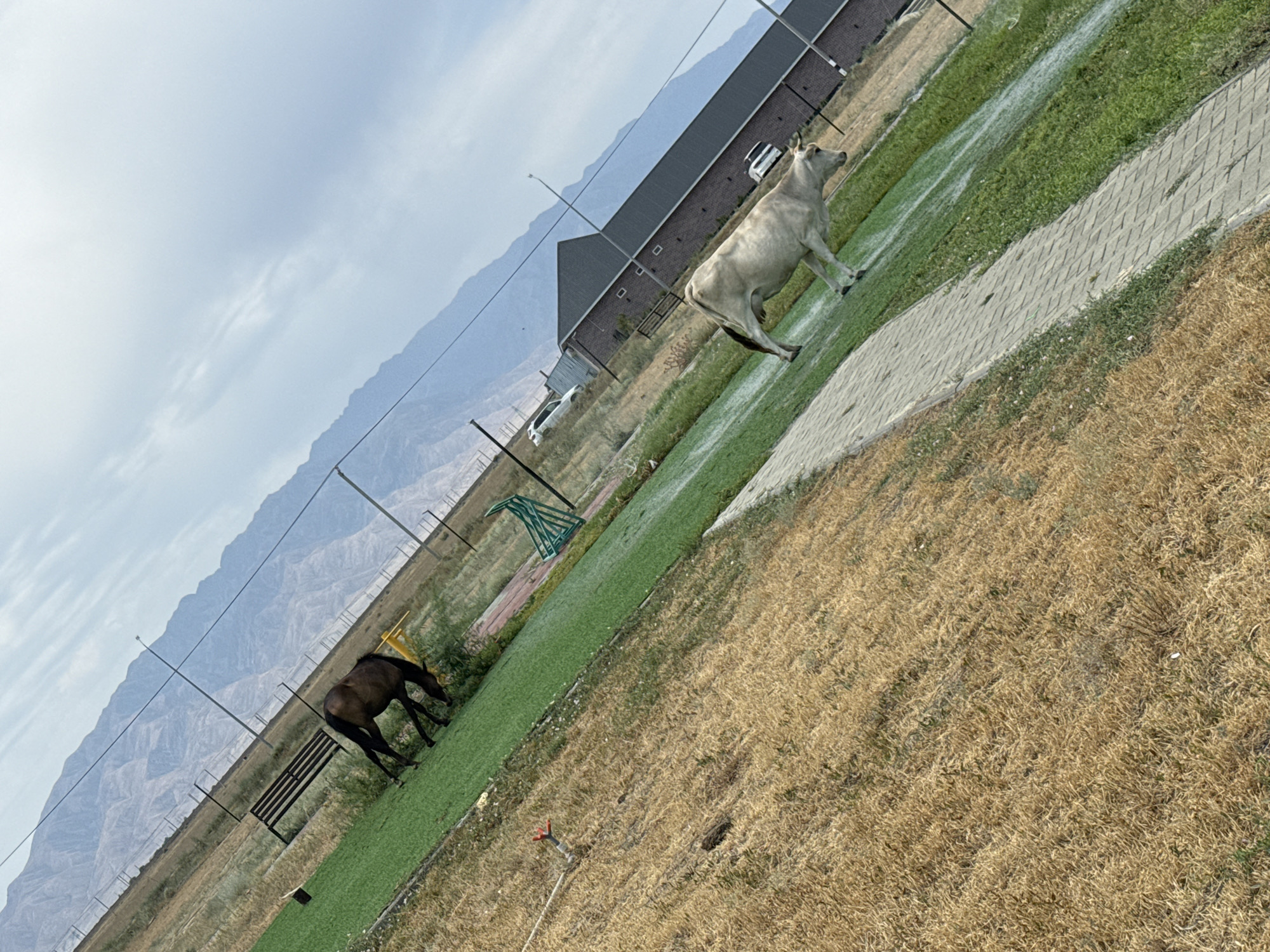 The image shows a view of a rural or semi-rural area with a large mountain range in the background, under a cloudy sky. In the foreground, dry, golden grass is visible on the left, transitioning to a green, artificial turf area on the right. A brown horse is grazing on the green turf in the mid-ground, near a dark metal bench. Further to the right, a light-colored cow is walking on the green turf. A paved pathway runs diagonally through the scene, separating the dry grass from the turf. In the background, there are buildings constructed of brick with dark roofs, and a few vehicles are parked. The overall impression is an outdoor scene, possibly a recreational area or a farm, located in a region with mountainous terrain. The specific location is identified as Ақши, Kazakhstan.