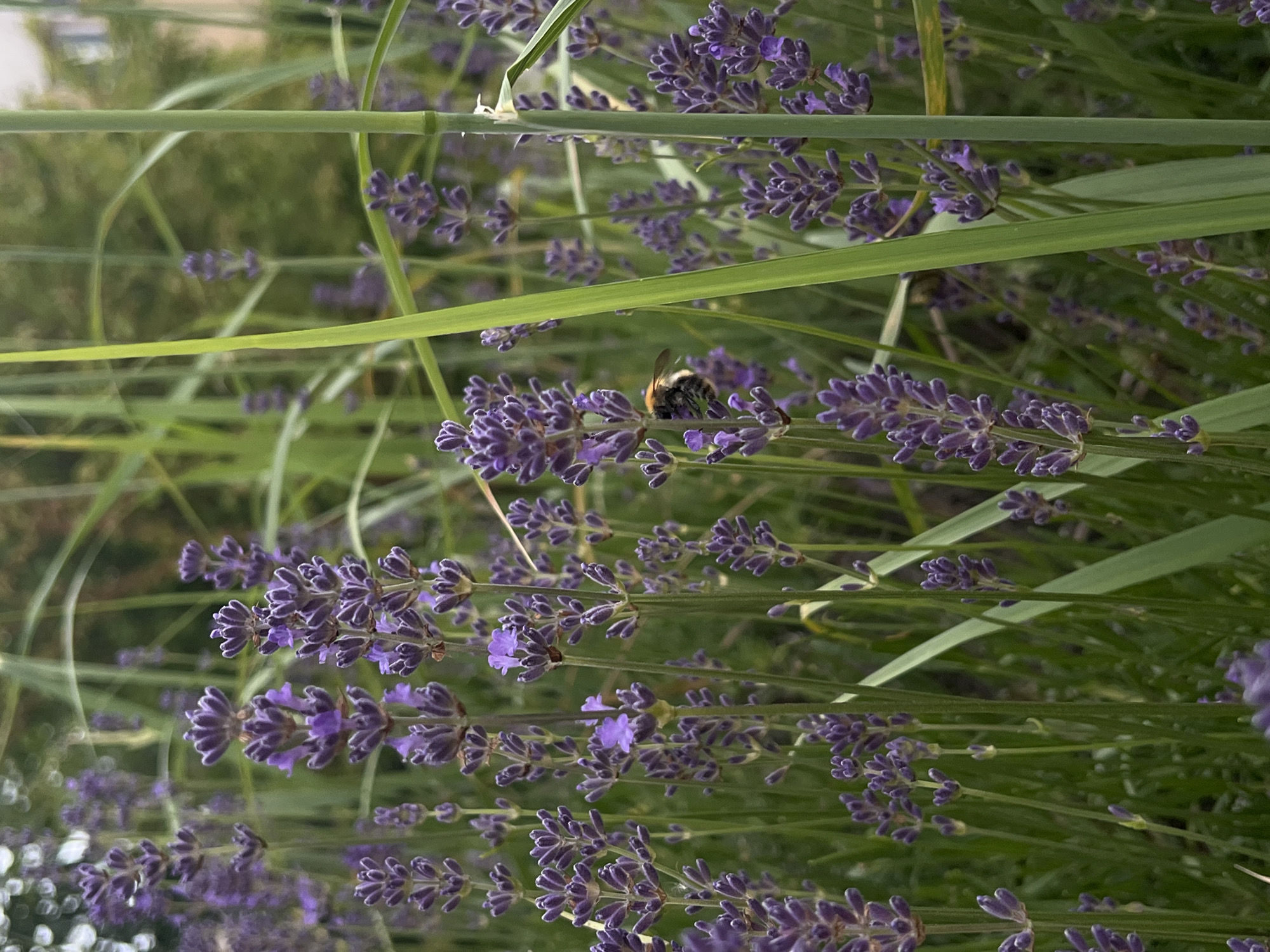 In Borowa, Poland, a close-up photograph captures a patch of lavender in bloom. A bumblebee is visible, hovering and feeding on one of the lavender sprigs. The background is a blur of green foliage and hints of buildings, suggesting an outdoor setting within or near the town. The focus is on the textured purple lavender flowers and the bee, creating a serene, natural scene.