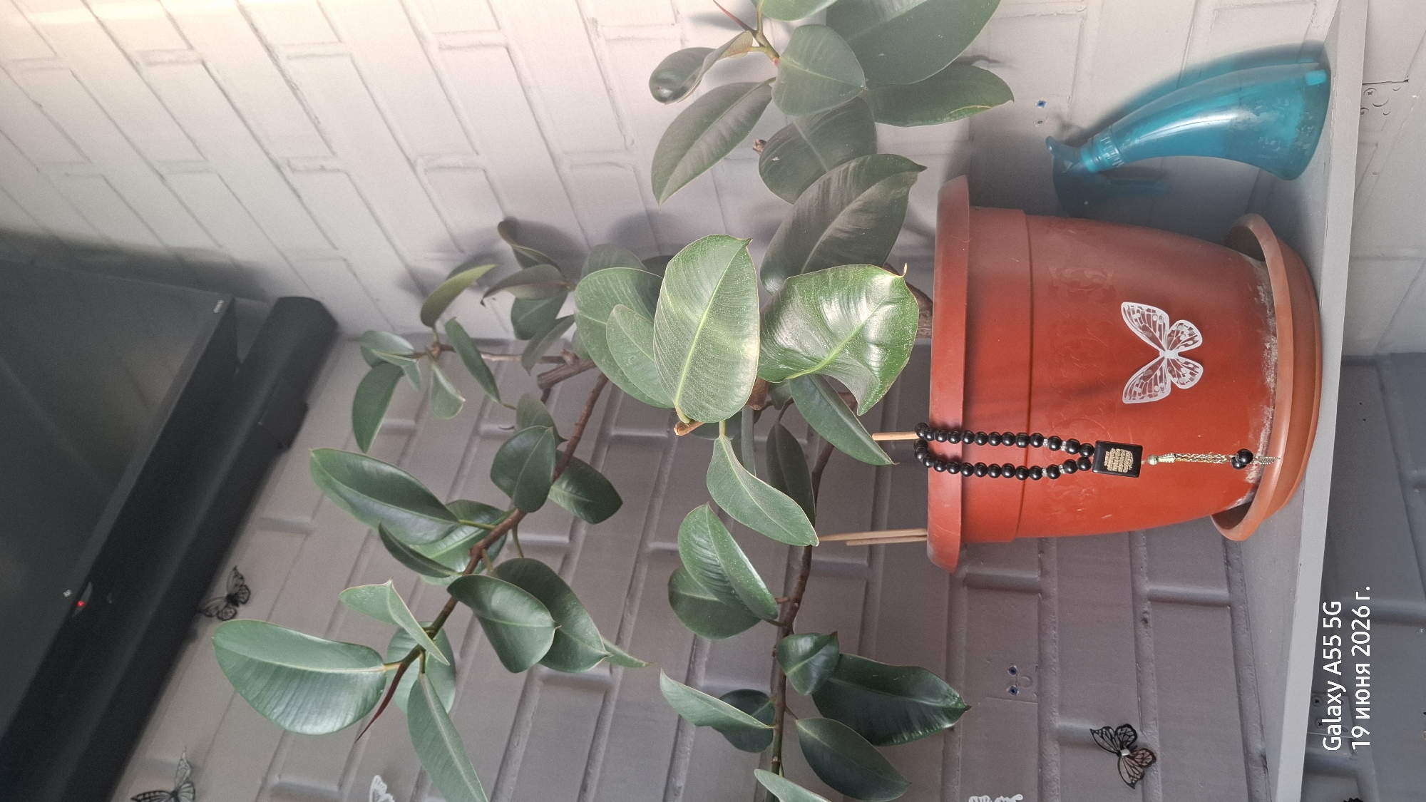 A potted Ficus elastica plant with large, glossy green leaves sits on a shelf against a white brick wall. A string of black prayer beads hangs from the rim of the orange pot. Two decorative white butterflies are affixed to the pot. To the right of the pot is a blue spray bottle. At the bottom left of the image, text reads "Galaxy A55 5G 19 июня 2026 г." This text indicates the image was taken with a Samsung Galaxy A55 5G phone on June 19, 2026. The location is identified as Rostov-on-Don, Russia, based on contextual information. The scene depicts an indoor plant display.