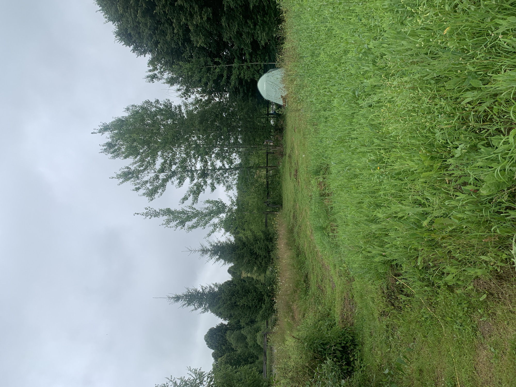 The image depicts a slightly overcast, natural outdoor scene, likely a meadow or field, with a portion of a forest in the background. In the middle ground, a small, light green camping tent is set up. Several trees, including coniferous and deciduous varieties, are visible, with some taller, slender deciduous trees dominating the center and right of the frame. A rustic wooden fence runs horizontally across the middle ground, separating the open field from the wooded area. The foreground is filled with tall, green grass and other vegetation, suggesting a wild or uncultivated landscape. There are no people visible in the image. The location is described as being in the city of Zasechnyi, Russia.