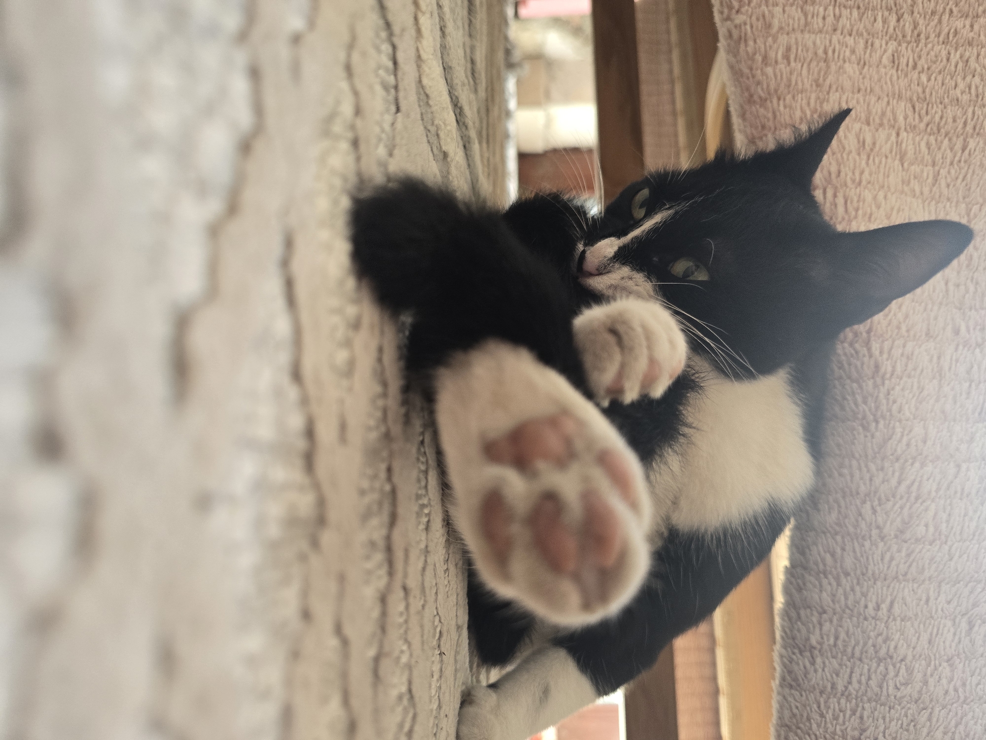 In Podgorica, Montenegro, a black and white kitten is captured in a low-angle shot, lying on a patterned rug. The kitten is partially obscured by its own paws, one of which is prominently displayed in the foreground, revealing pink toe beans. Its black fur contrasts with white patches on its chest and face. The kitten's gaze is directed forward, with green eyes partially visible. In the background, wooden furniture and a textured, light-colored surface, possibly a sofa or pet bed, are visible. The lighting suggests an indoor environment, possibly a living room or a cozy corner.