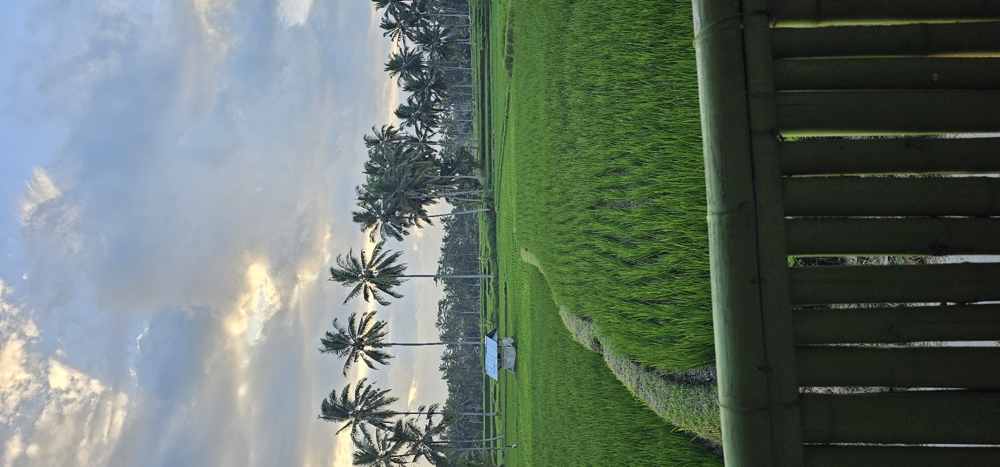 The image depicts a vibrant rice field in Tegallalang, Indonesia, taken through a bamboo fence. The lush green rice paddies extend to the horizon, interspersed with rows of tall palm trees reaching towards a partly cloudy sky. A small, blue-roofed structure is visible in the middle of the rice field. The bamboo fence is prominently featured on the right side of the image, partially obscuring the view.