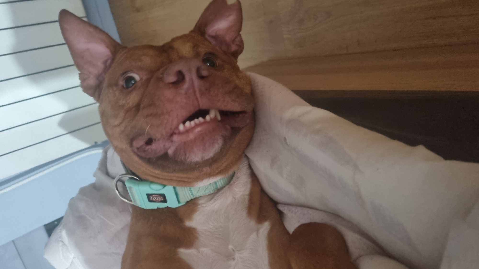 A close-up shot features a brown and white dog with a short coat, wearing a light blue "TRIXIE" collar. The dog's facial expression is unusual, showing its teeth and an open mouth, possibly capturing a moment of animation. The dog is partially covered by a white fabric, likely a blanket. The background consists of a light blue vertical striped surface on the left and a brown, potentially wooden surface, on the right. The location is identified as Unknown, Unknown.