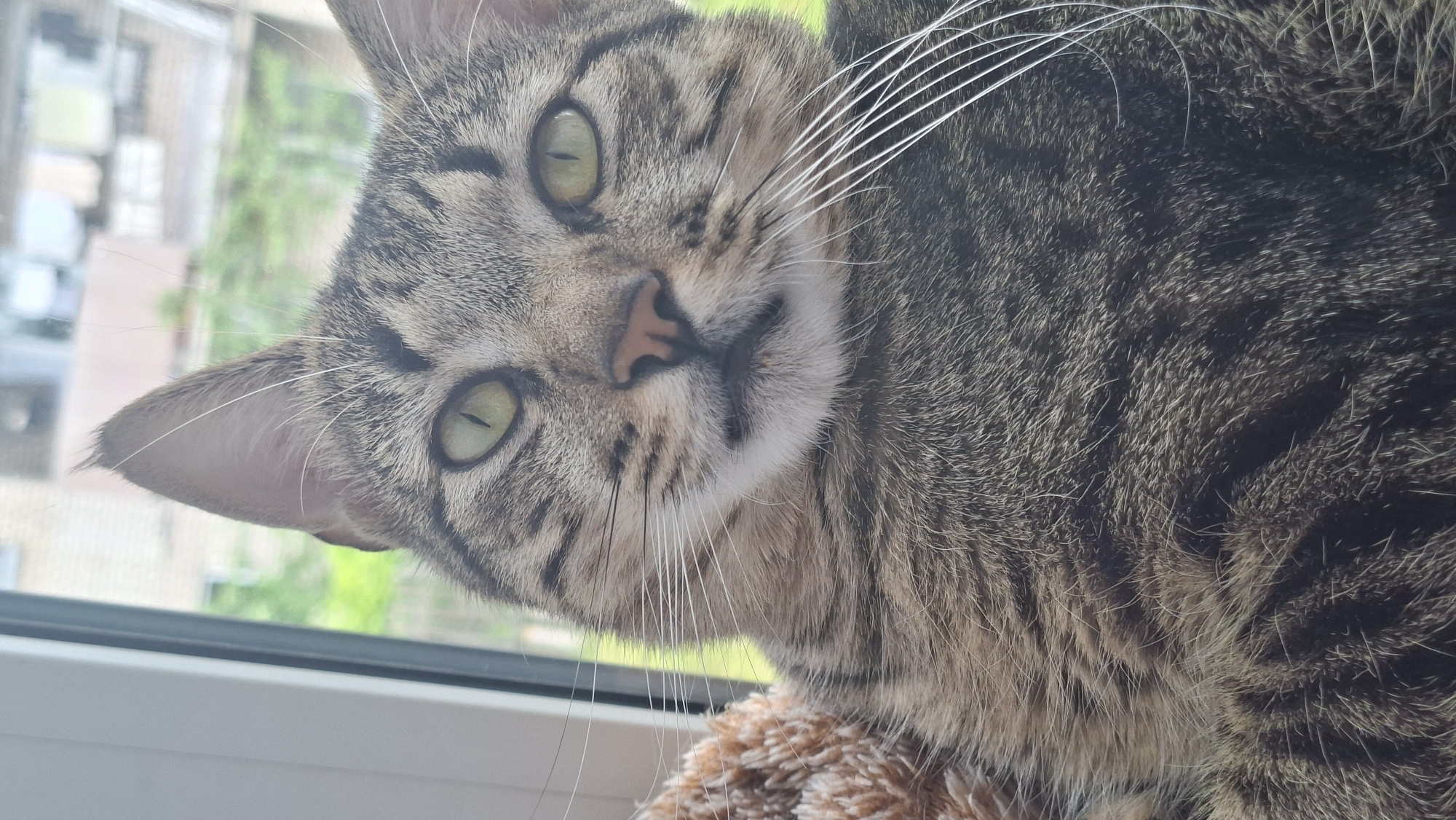 A domestic tabby cat is the central subject of this close-up image, looking directly at the viewer with its head tilted. The cat has striking light green eyes with vertically narrowed pupils, a delicate pinkish-brown nose, and an abundance of long, prominent white whiskers extending from its muzzle. Its fur displays a classic tabby pattern of grey, brown, and black stripes, with lighter fur visible around its mouth and chin.
The cat is positioned indoors, likely on a soft, textured brown surface (partially visible at the bottom right) next to a window. A white window frame is visible along the lower edge of the image. Through the window, a blurred outdoor scene unfolds, characterized by indistinct green foliage and hints of buildings or structures, suggesting an urban or suburban environment during daylight hours. Natural light streams in from the window, illuminating the cat's face and fur details. The cat's expression appears alert and curious. There is no visible text in the image. The location context for the image is Забалоцкі сельскі Савет, Belarus.