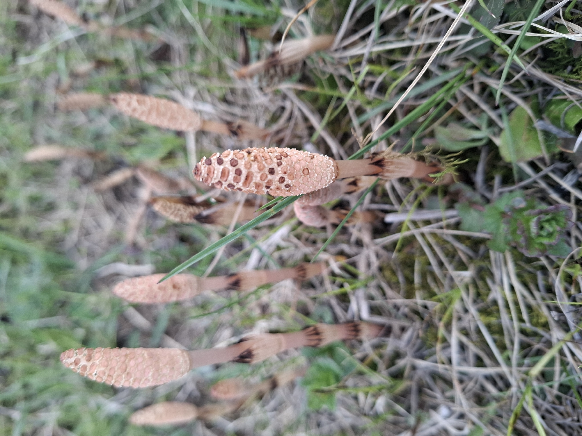 The image provides a close-up, top-down view of several horsetail plants, specifically their fertile stems, emerging from a mix of green and dried grass. The primary subjects are the numerous pale brown, segmented stalks, each topped with a distinct oval-shaped spore-bearing cone, or strobilus. These strobili exhibit a textured surface, appearing as a pattern of small, light brown hexagonal segments interspersed with darker, irregular spots.
The plants are rooted in a natural outdoor setting, characterized by a ground cover of various grasses and small green plants, some of which are dry and brown. The background is softly out of focus, emphasizing the horsetail stems in the foreground.
No specific activity or event is depicted; the image is a static botanical photograph capturing the plants in their natural state. The soft, diffuse lighting suggests it is daytime, possibly morning or late afternoon, as there are no harsh shadows. No people or man-made objects are visible, and there is no discernible text within the image. The scene conveys a sense of early spring, which is typically when these fertile horsetail stems emerge. The location context provided is Елец-Маланино, Russia.
