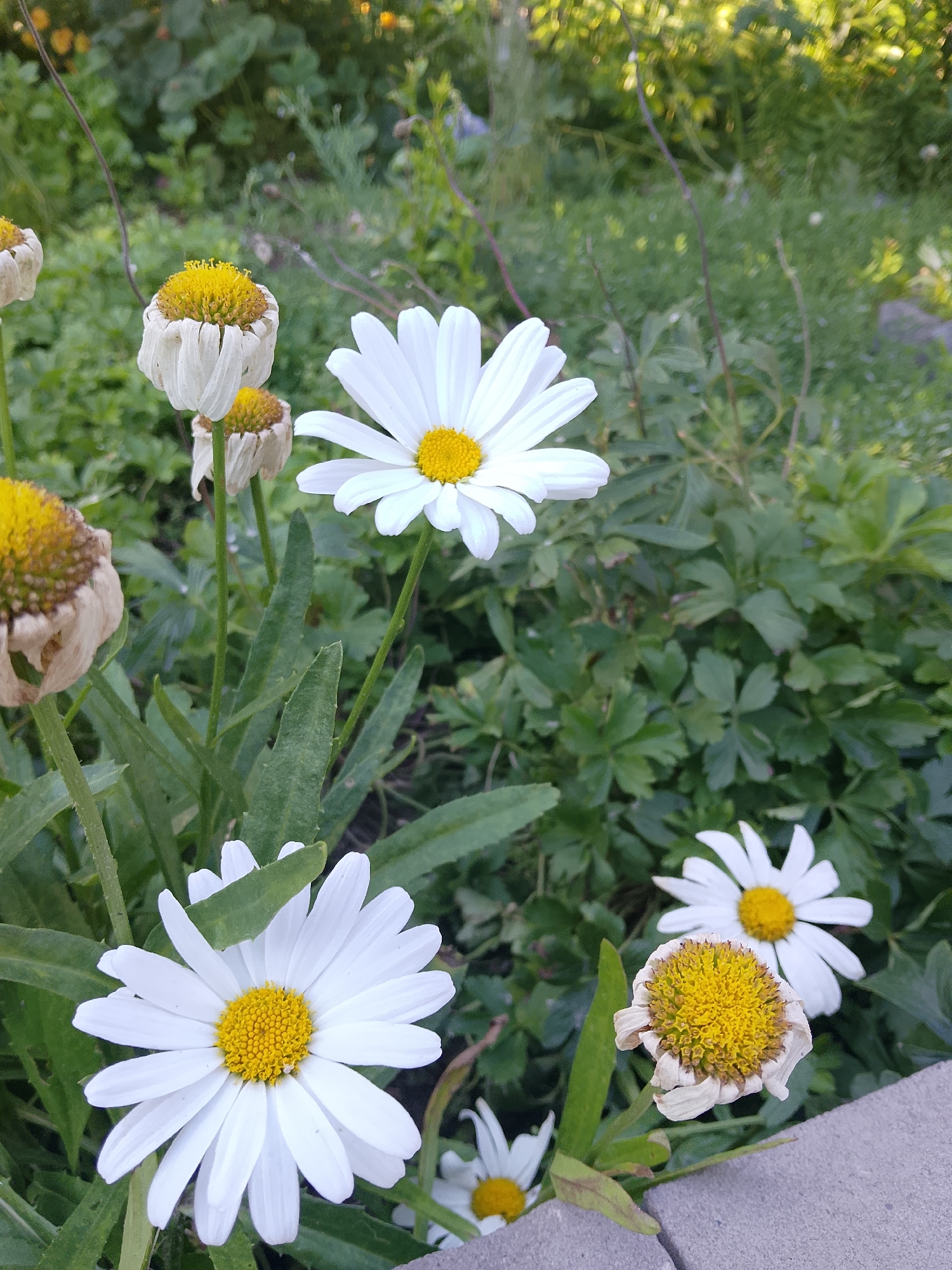 An outdoor, eye-level, medium shot captures several white daisies with yellow centers in varying stages of bloom and decay. The flowers are arranged across the frame, with one fully bloomed daisy prominently in the lower left, and another in the upper center. Several wilted and dying daisies are scattered among the healthier ones. The background consists of lush green foliage and a blurred backdrop of trees and other vegetation, suggesting a garden or natural setting. A concrete border is visible in the lower right corner, indicating a man-made boundary. The lighting suggests it is daytime, with sunlight illuminating the scene. There are no people or animals present.