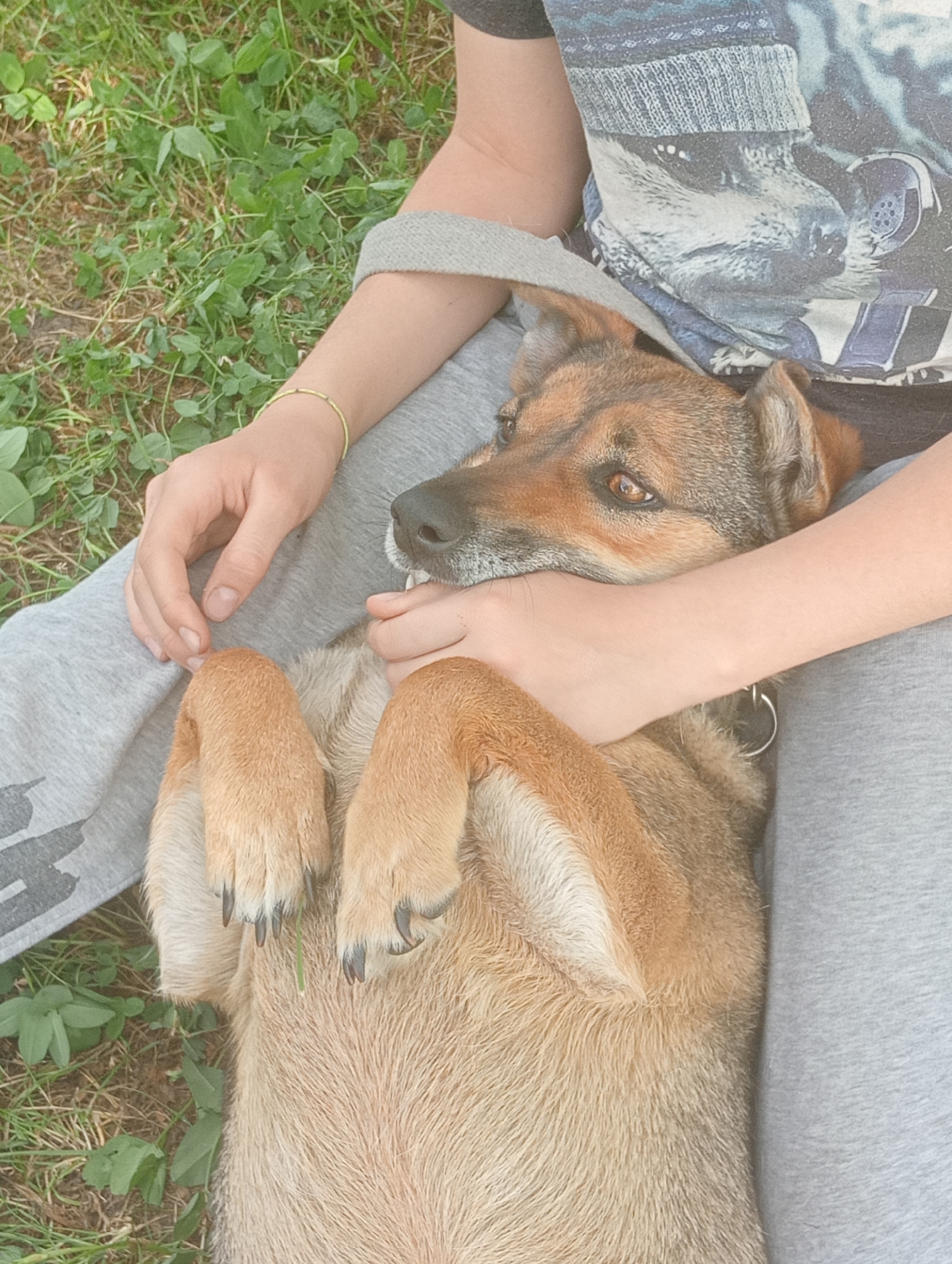 A medium, eye-level shot shows a tan and brown dog lying on its back on the lap of a person in grey sweatpants and a graphic tee shirt. The dog is being held gently by the person's hands around its face. The dog's eyes are open, and its paws are raised. The location appears to be outdoors, with grass visible in the background. The city of Babyn, Ukraine, is not discernible from the image.