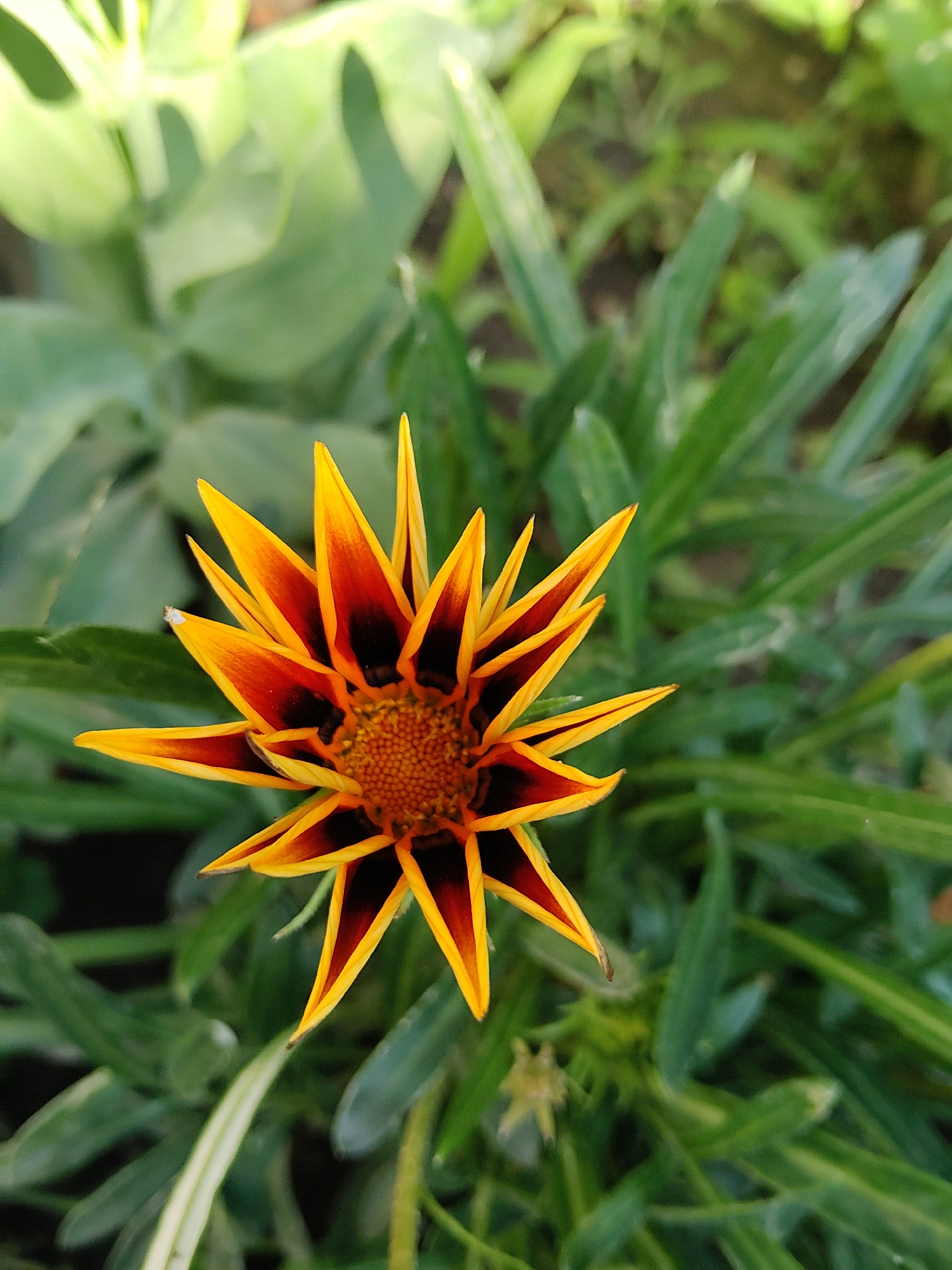 A close-up, top-down shot shows a single, vibrant Gazania flower in full bloom. The flower's petals are a striking combination of bright yellow on the outer edges, transitioning to a deep orange and then to dark brown or black at the base, creating a starburst effect. The center of the flower is a dense cluster of small, reddish-brown florets. The flower is surrounded by lush, green foliage, with some leaves appearing blurred in the background, suggesting a shallow depth of field. The lighting indicates it is daytime, with sunlight creating highlights on the petals and foliage. The image does not contain any people or observable actions. The context of Kharkiv, Ukraine is not discernible from the visual information provided in the image.
