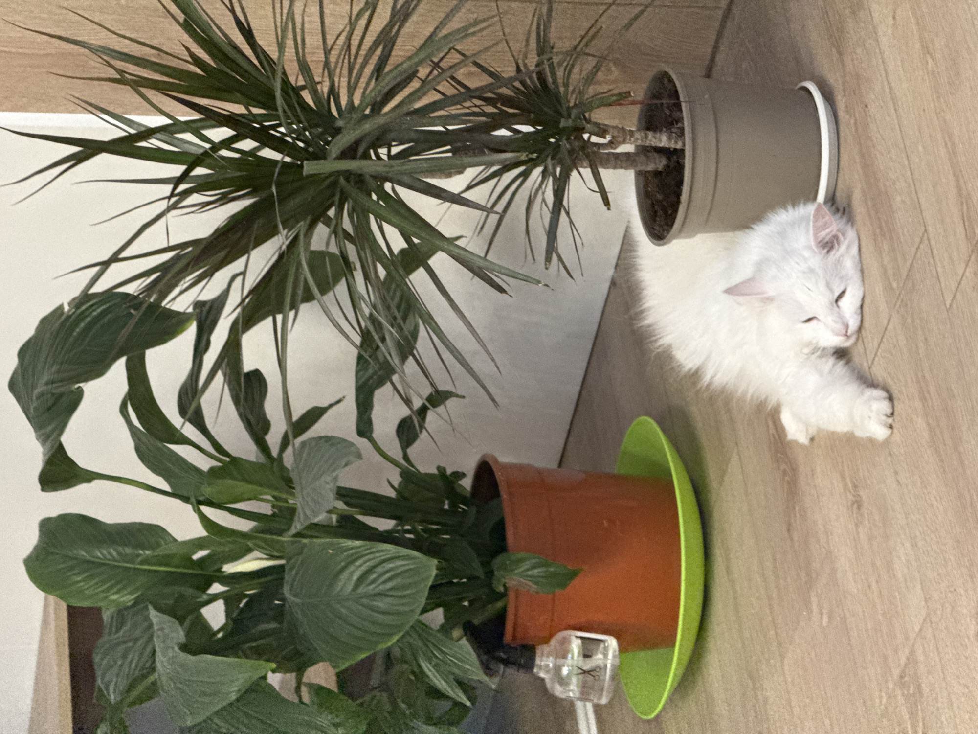 A fluffy white cat is sleeping on a wooden floor next to two potted plants. The plant on the left is a Peace Lily with large green leaves and a white flower. It is in an orange pot with a green saucer. A small clear spray bottle is attached to the pot. The plant on the right appears to be a Dracaena plant with long, thin green and reddish leaves. It is in a gray pot with a white saucer. The background shows a white wall and a wooden door. The scene appears to be indoors, likely in a residential setting.