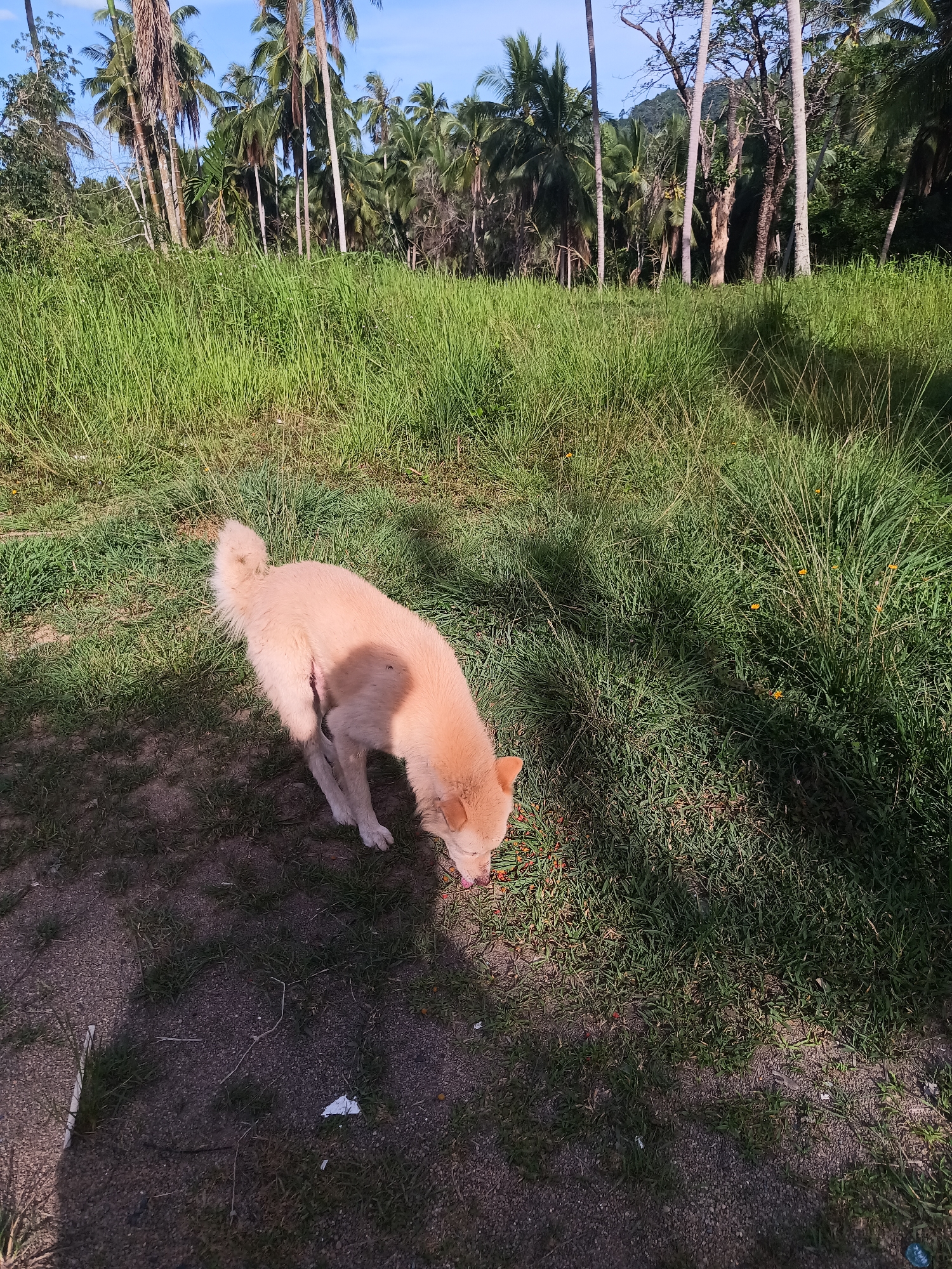 Baan Thong Nang, Thailand. A cream-colored dog is eating from the ground in a grassy area. Tall green grass covers the middle ground, with palm trees visible in the background under a blue sky. Patches of bare dirt and shadow are visible on the ground near the dog. The dog appears to be the only subject in the scene.