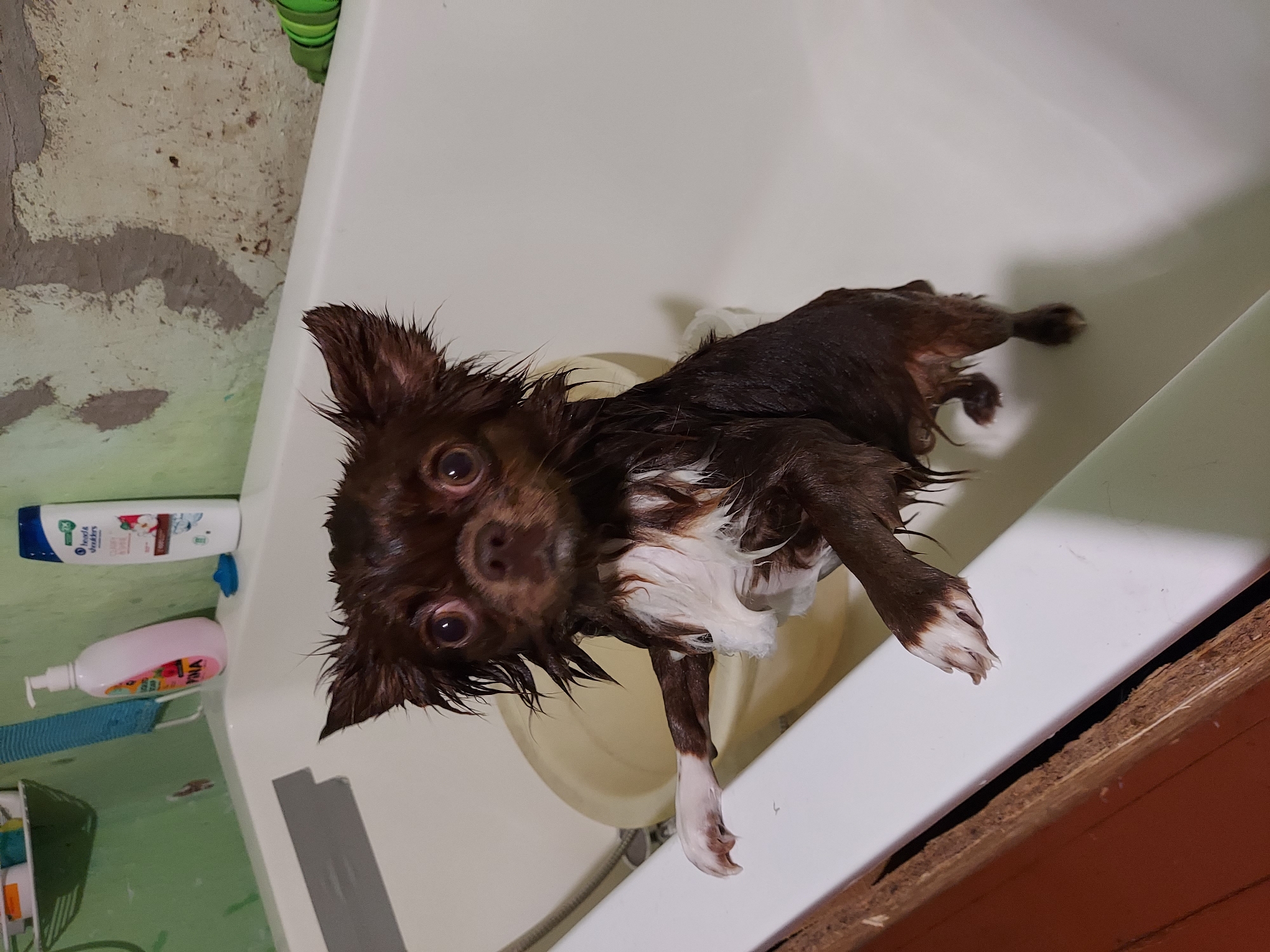 An indoor scene depicts a small, wet dog, likely a Chihuahua, standing in a white bathtub. The dog has primarily dark brown fur with white markings on its chest and paws, and its fur appears matted from water exposure. Its dark eyes are wide and directed forward. The dog is positioned on its hind legs, with its front left paw resting on the top edge of the bathtub, and its right front paw also raised near the edge. A pale yellow plastic bowl, possibly inverted or partially submerged, is visible in the tub behind the dog.
The wall directly behind the bathtub exhibits two distinct textures: a light green painted surface on the left, and a rough, unpainted concrete or plaster surface with visible damage or texture on the right. Resting on the tub's edge are a pink pump-dispenser bottle, a white bottle labeled "Head & Shoulders," and a small blue object. A blue mesh brush or loofah hangs on the green wall section, and a coiled green object, possibly a hose or toy, is on the far-right edge of the tub. A dark, textured, wooden-like surface is visible in the lower-left foreground, adjacent to the exterior of the bathtub. The scene is illuminated by artificial light. This location is an interior bathroom in the city of Unknown, Unknown.