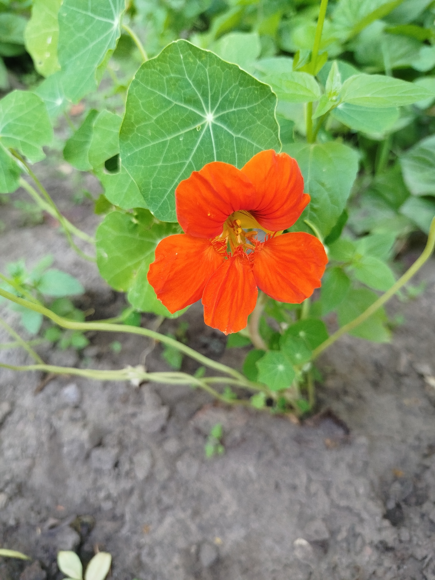 This is a close-up, eye-level, medium shot of an orange nasturtium flower in a garden. The flower, which has five petals, is in the center of the frame, with its vibrant orange petals contrasting against the green leaves and stems surrounding it. The background is a blur of greenery and greyish-brown soil. There are no people or animals visible in the image. The location is not specified, but the request mentions the city of Navapolatsk, Belarus, which is not discernible from the image itself.