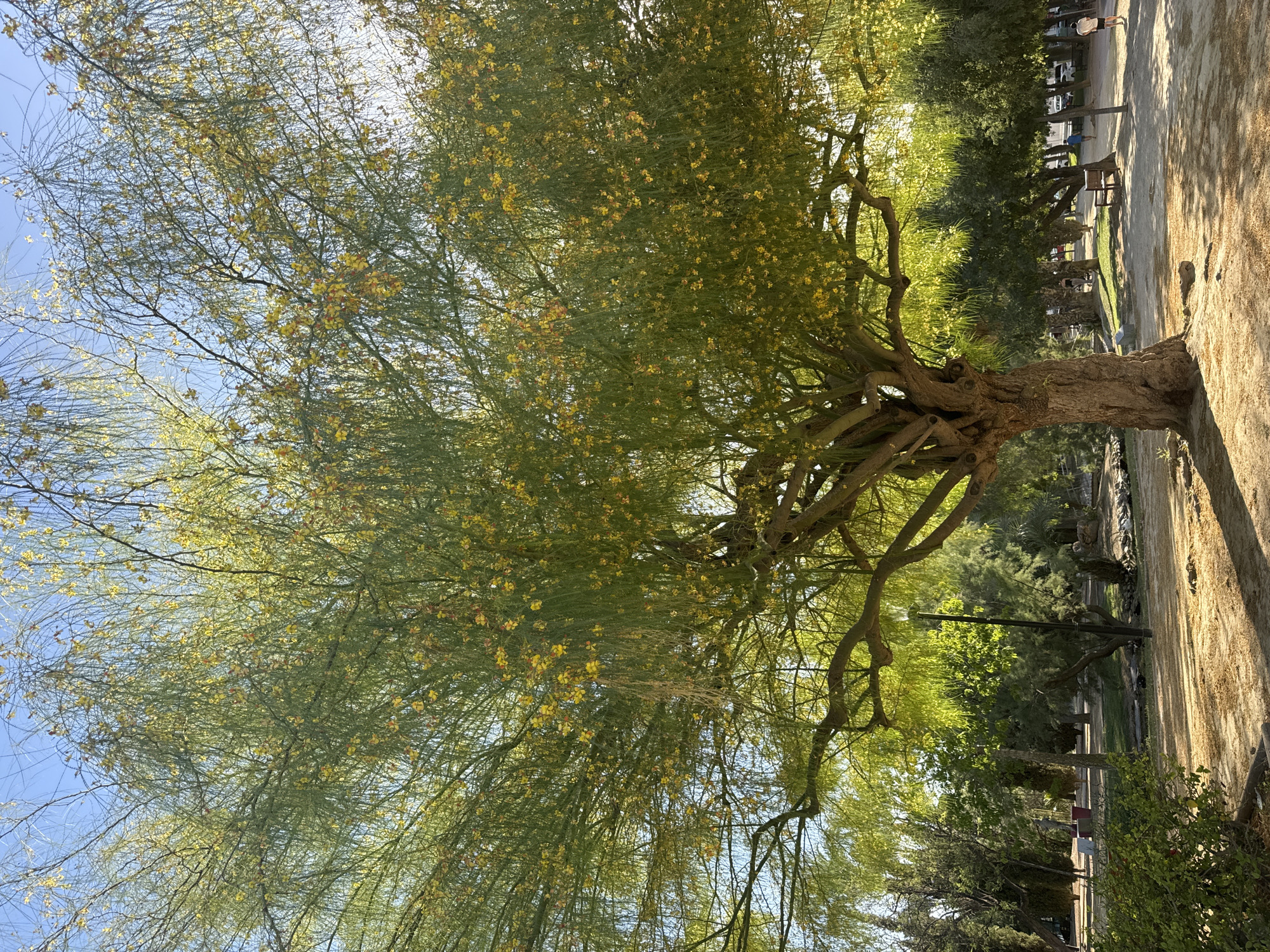 The image depicts a park scene bathed in sunlight, featuring a large, mature tree with delicate, cascading branches covered in small yellow flowers. The tree's thick, gnarled trunk dominates the foreground, with its canopy extending outwards and upwards, obscuring a bright blue sky. In the background, other trees with greener foliage are visible, along with paved pathways, park benches, and streetlights. A few individuals are present in the distance, walking along the paths. The ground is covered in a sandy, light-colored material, suggesting a dry, possibly arid environment. This scene is located in the Jardín de la Constitución in the city of Murcia, Spain.