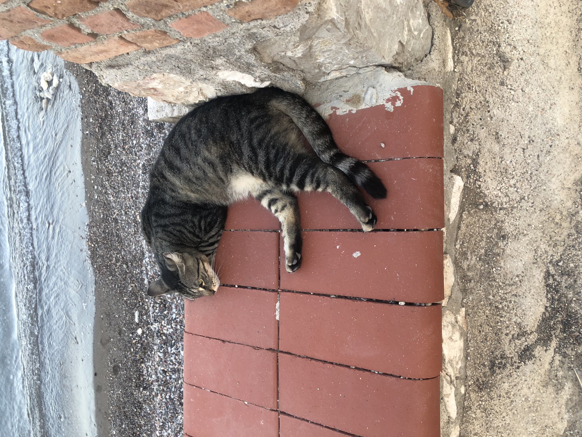 A tabby cat lies stretched out on a reddish-brown tiled surface next to a textured brick wall and a rocky beach. The cat is facing left with its eyes partially closed. The water of the sea is visible behind the beach. The scene appears to be outdoors in a coastal area.