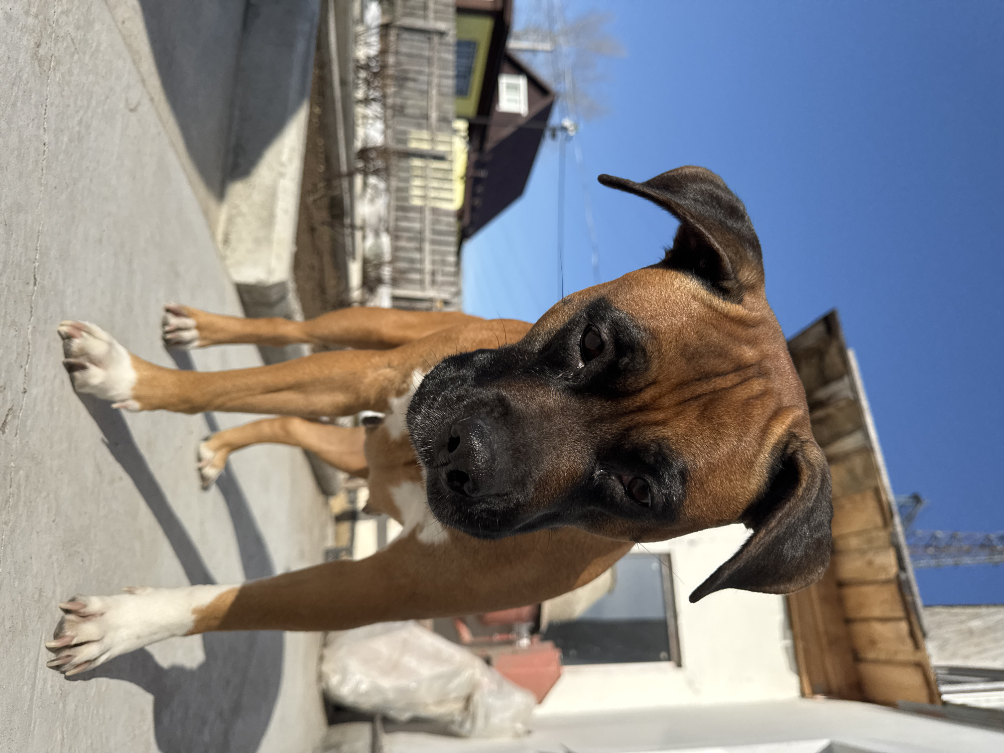 A brown and black Boxer dog is lying on a gray concrete surface under a clear blue sky. The dog's head is closest to the viewer, with its eyes, nose, and ears clearly visible. The dog's body extends away from the viewer, with its legs stretched out. The dog has white paws. In the background, there is a building with wooden siding, electrical wires, and construction crane. The image was taken in the city of Chaikovsky, Russia.