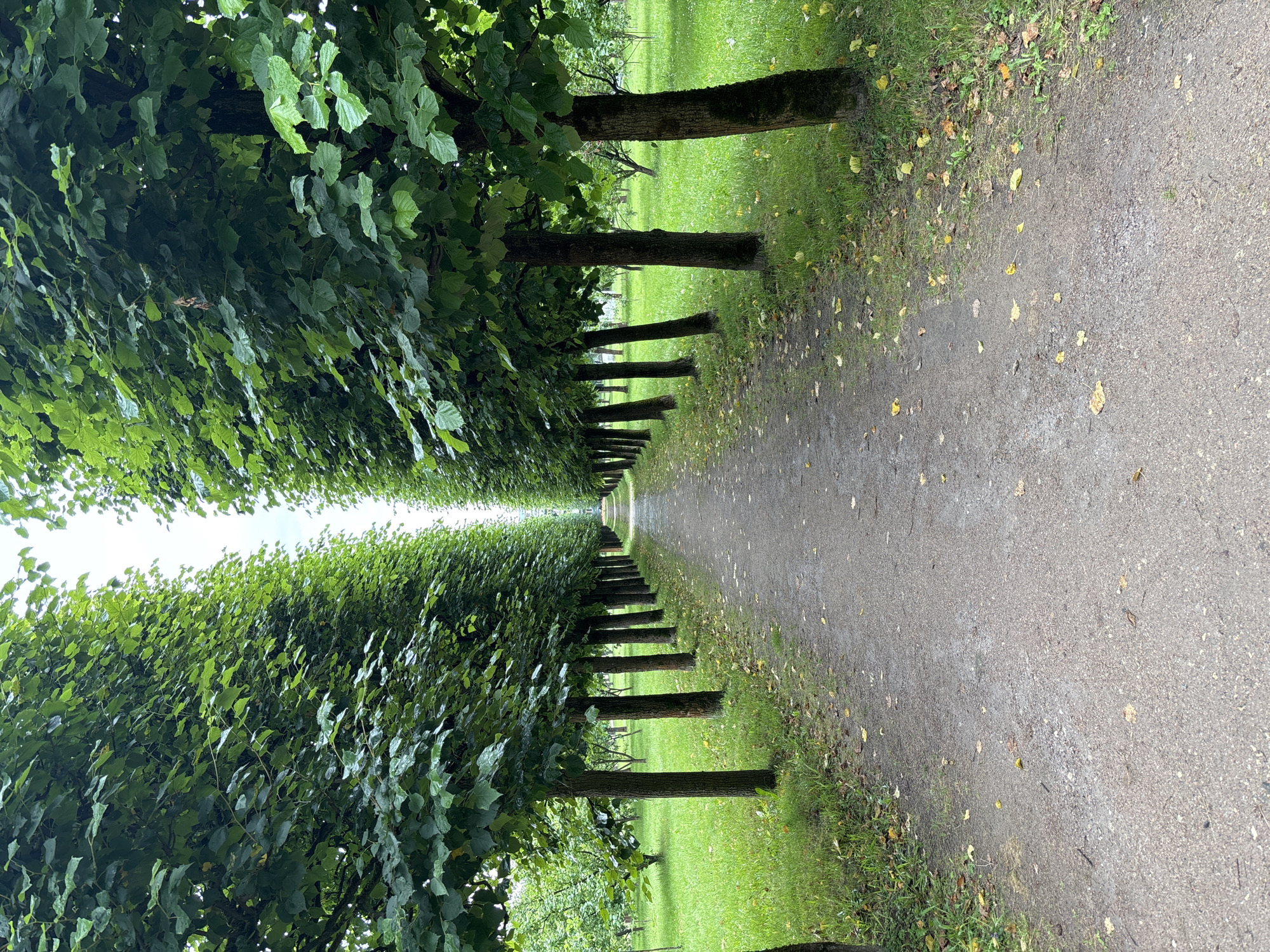 The image depicts a tree-lined path in a park. On either side of a gravel path, a double row of evenly spaced, tall trees with dense green foliage creates a tunnel effect, leading the eye towards a vanishing point in the distance. The trees are pruned into a columnar shape, and their trunks are visible as dark, textured columns. The ground on either side of the path is covered in vibrant green grass, with scattered fallen yellow leaves visible on the path and grass. The sky above is overcast and bright, suggesting a cloudy day. The overall impression is one of a formal garden or park. The location is identified as the estate of Arkhangel'skoe, near Moscow, Russia. There are no people or animals present in the image.
