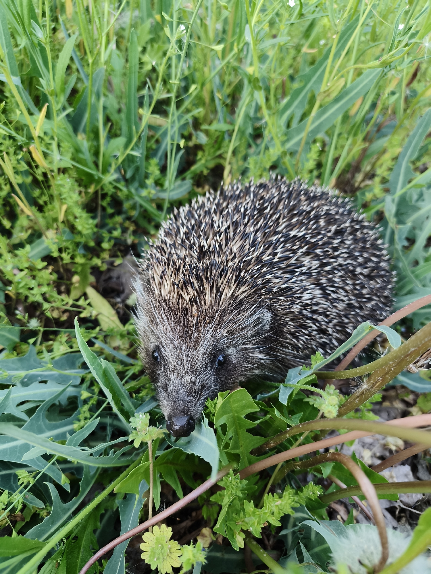 A hedgehog is nestled among green vegetation. The hedgehog's face and spiky back are visible. The setting is outdoors, with the hedgehog surrounded by various green plants and grasses. There is no evidence to suggest that this image was taken in Kryvyi Rih, Ukraine.