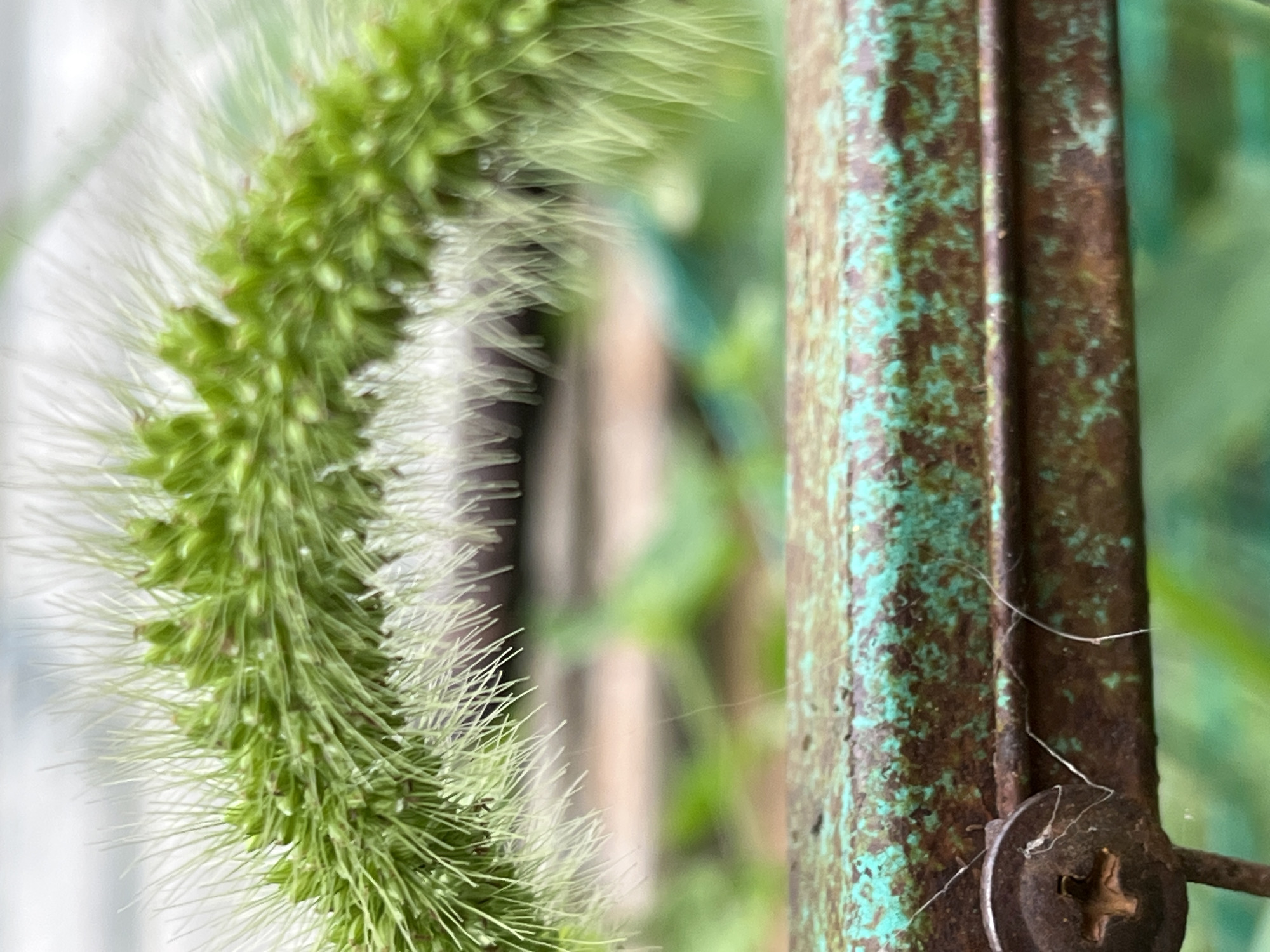 The image shows a close-up view of green foxtail grass with seed heads and white, bristly awns. The grass is curved and arches over a rusted metal bar that is painted green, with patches of rust showing through. A screw head is visible on the left side of the metal bar. The background is blurred, showing green foliage. The scene appears to be outdoors, likely in a garden or park setting within Krasnyye Barrikady, Russia. There are no people or animals present. The lighting suggests it is daytime.