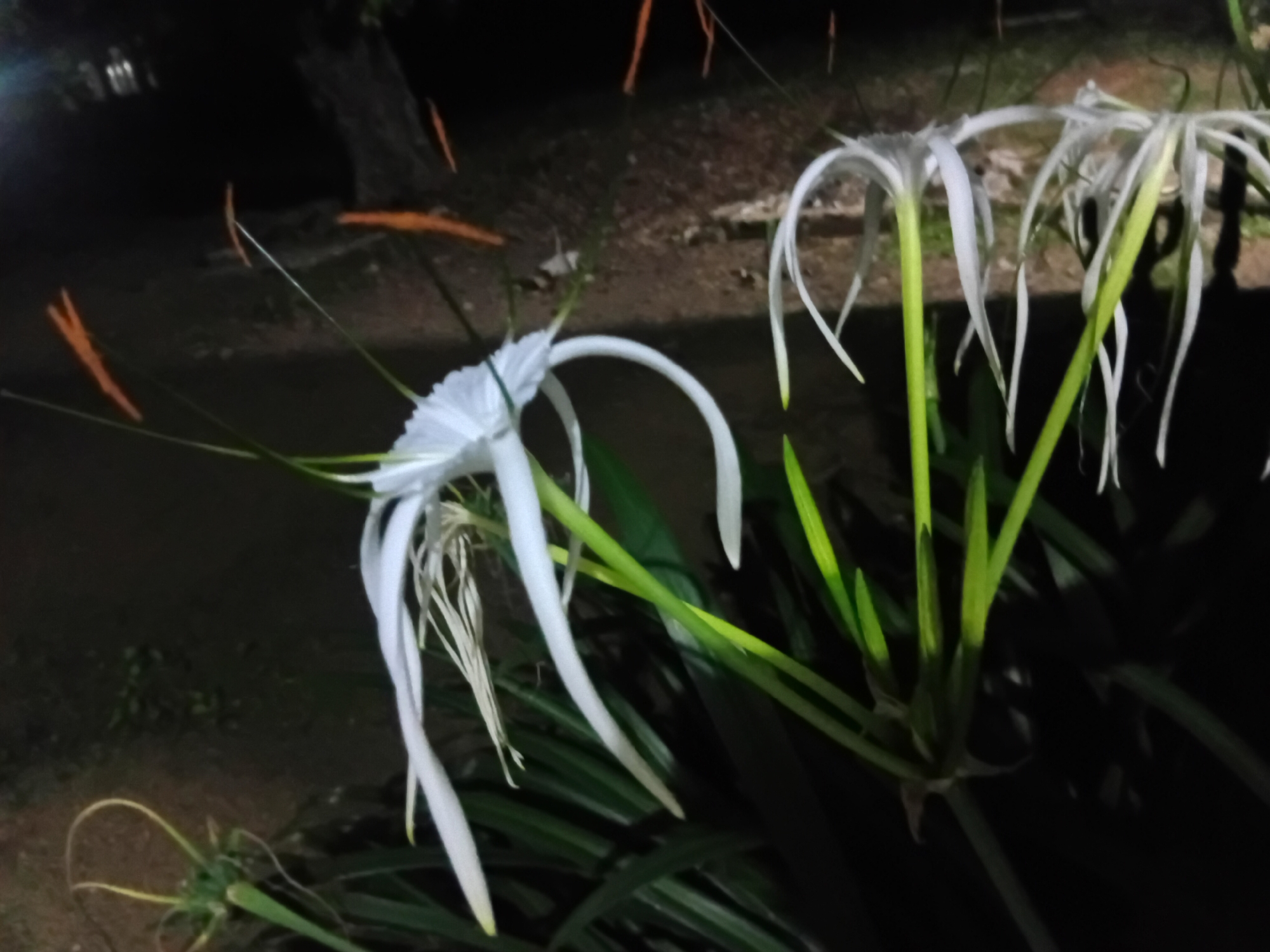 The image shows two white spider lilies in the foreground, with their long, spidery petals extending outwards. The lilies are growing from a cluster of green leaves. The background is dark and out of focus, suggesting the photo was taken at night or in low light conditions. The ground in the background appears to be dirt and possibly some scattered debris. There are a few blurred orange elements in the background that could be small objects or foliage. The overall setting is natural, likely a garden or an area with wild vegetation. There are no people or animals visible in the image. The lighting highlights the white flowers, making them stand out against the dark background. The image has a grainy quality, indicating it might have been taken with a low-light camera or at a high ISO setting. There are no specific landmarks or identifiable features that would pinpoint the location to a specific spot within Jama A, Nigeria.