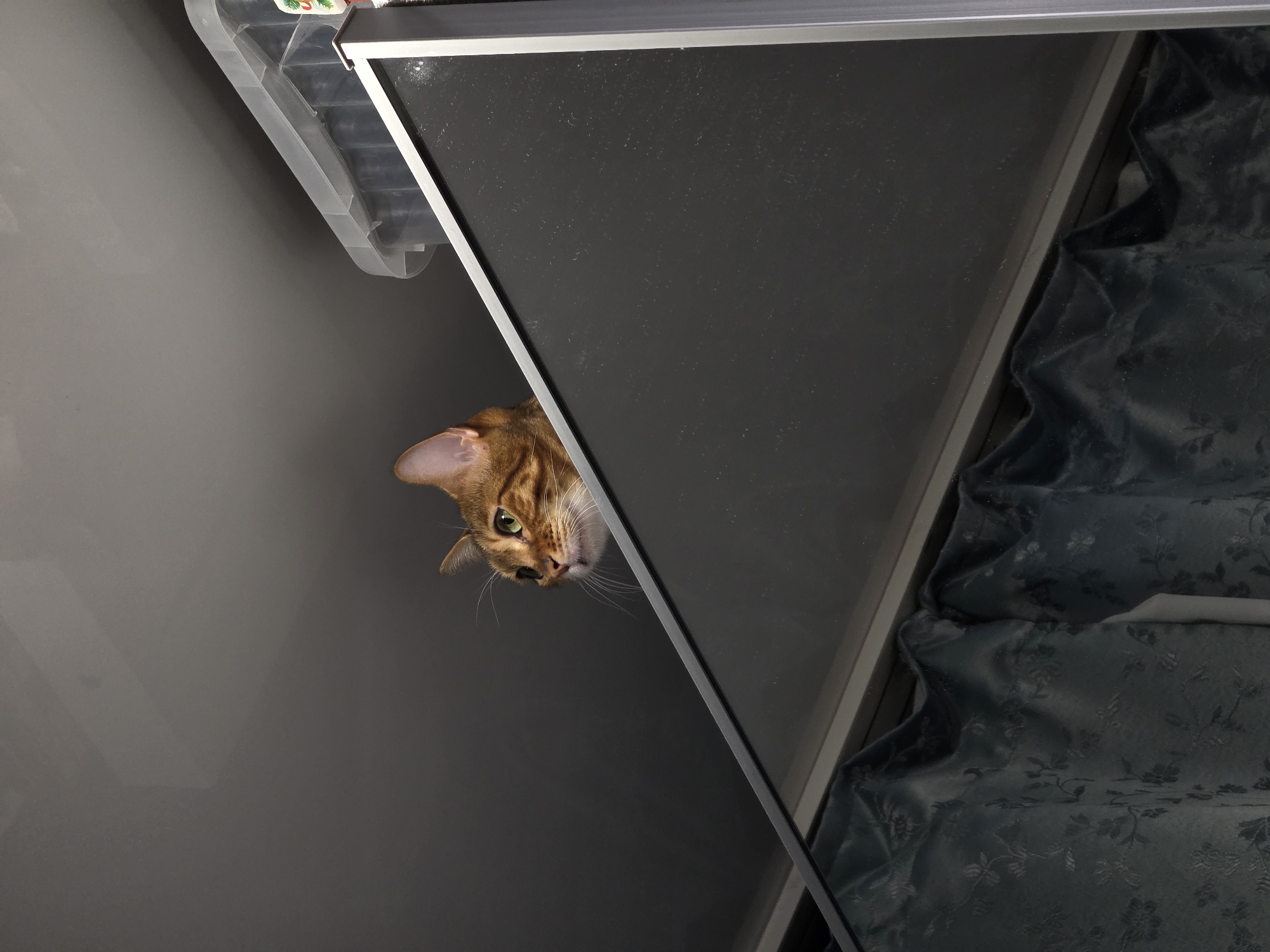 A Bengal cat with amber eyes peeks over the top of a dark gray partition. The cat's head and part of its shoulders are visible, positioned in the upper right quadrant of the image. The background is a dark gray ceiling. To the right of the cat, a transparent plastic storage container with a lid is visible, placed on top of a silver-framed object, possibly a monitor. In the lower portion of the image, dark teal curtains with a floral pattern are draped. The scene appears to be indoors. There is no visible indication that this scene is located in Сокуры, Russia.