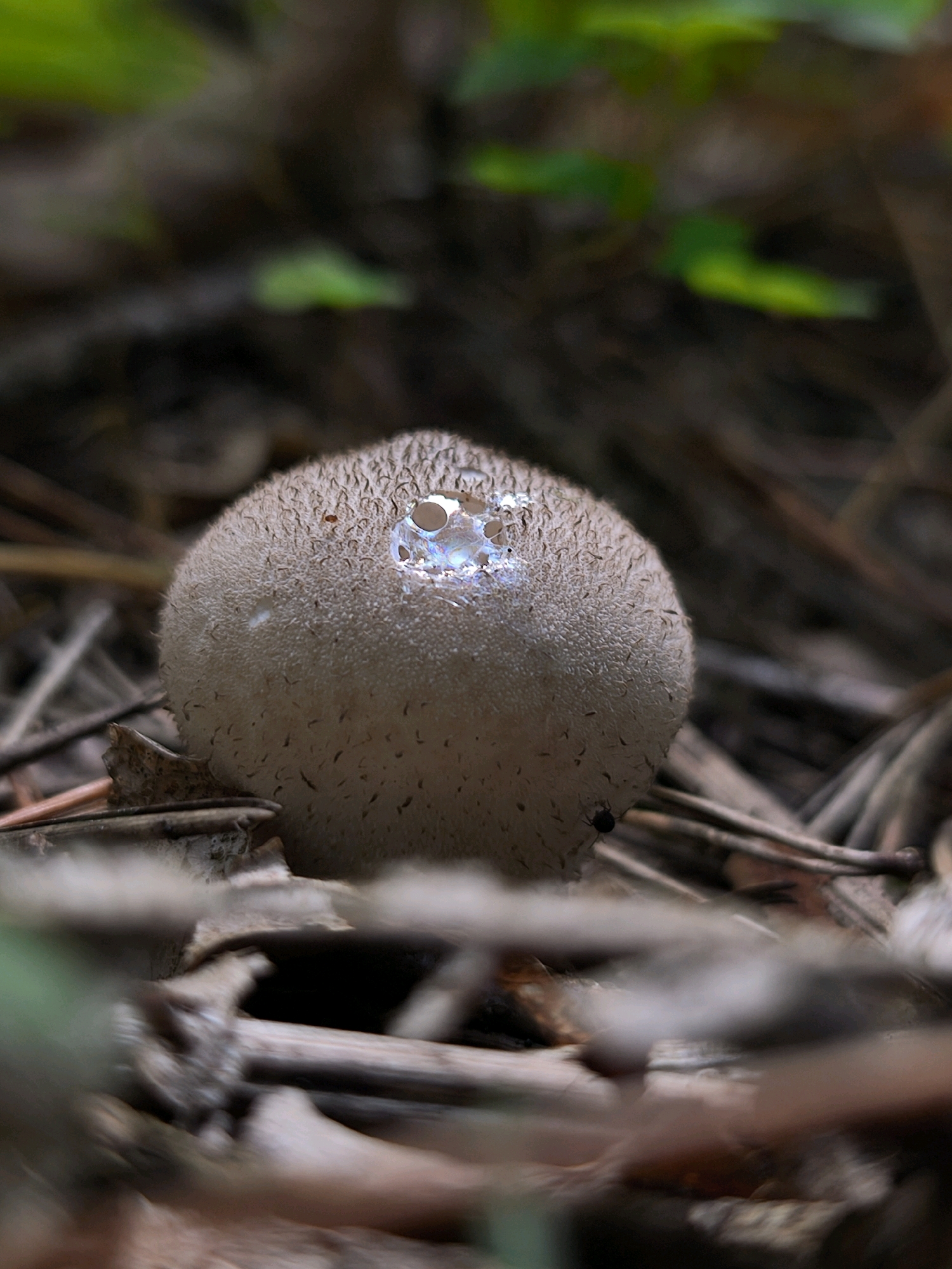 A puffball mushroom, spherical in shape and light brown in color, sits on the forest floor amidst dry leaves and twigs. The mushroom's surface is covered in a fine, velvety texture with short, bristly hairs. A hole or opening is visible on the top of the mushroom, revealing a glimpse of a shimmering, possibly wet interior with iridescent highlights. The surrounding environment is blurred and out of focus, suggesting a shallow depth of field, with hints of green foliage in the upper background and brown, woody debris in the foreground and midground. A small black insect is visible on the lower left side of the mushroom. The scene appears to be a natural outdoor setting, likely a forest or wooded area.