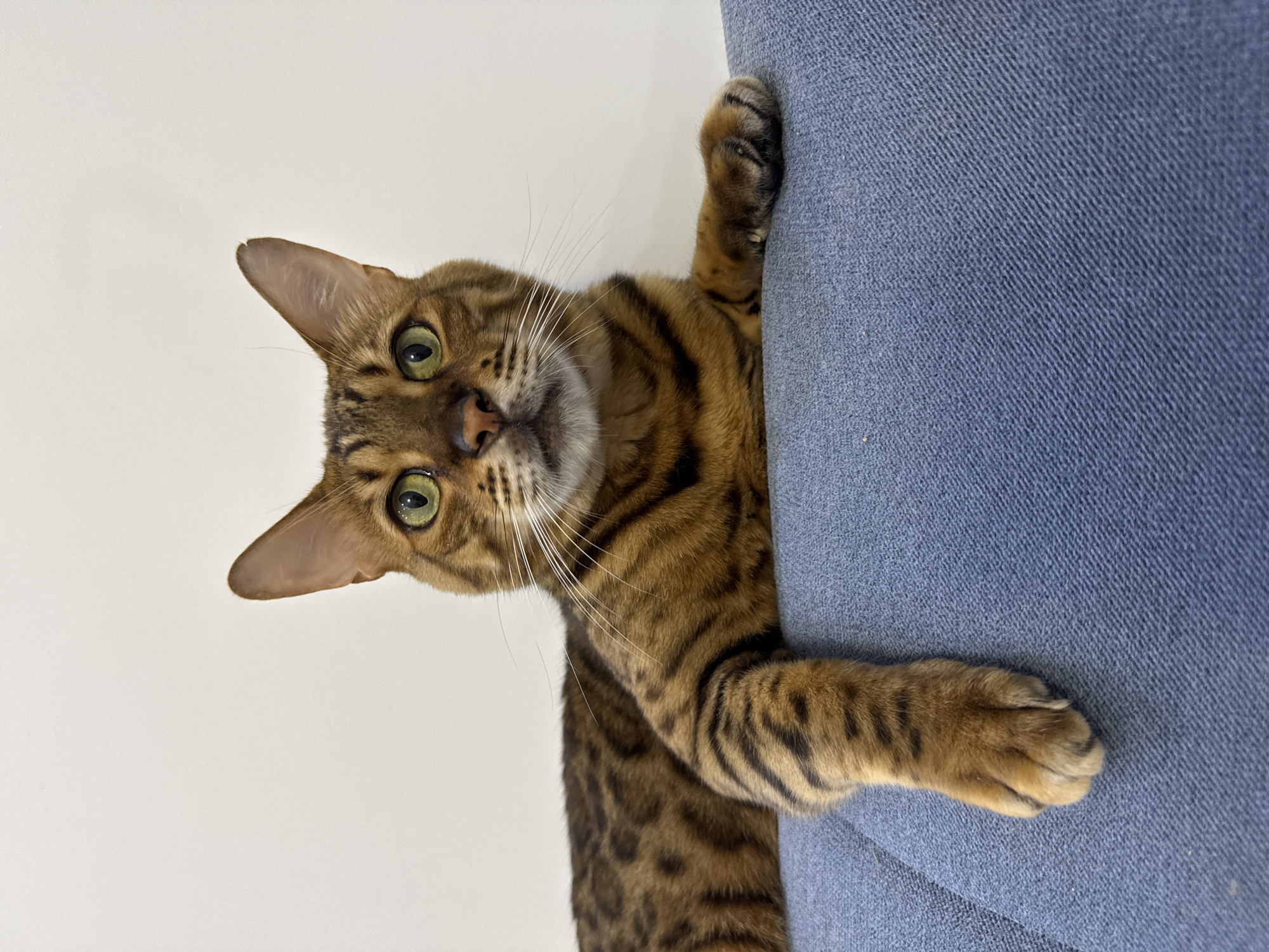 A Bengal cat with green eyes and brown tabby markings lies on a blue couch. The cat's body extends from the left side of the frame to the right, with its head facing the camera. Its left paw drapes over the edge of the couch, while its right paw is tucked underneath its body. The background is a plain white wall. The scene appears to be indoors, possibly in a residential setting. The image does not contain any specific landmarks or indicators that would place it in Sochi, Russia.