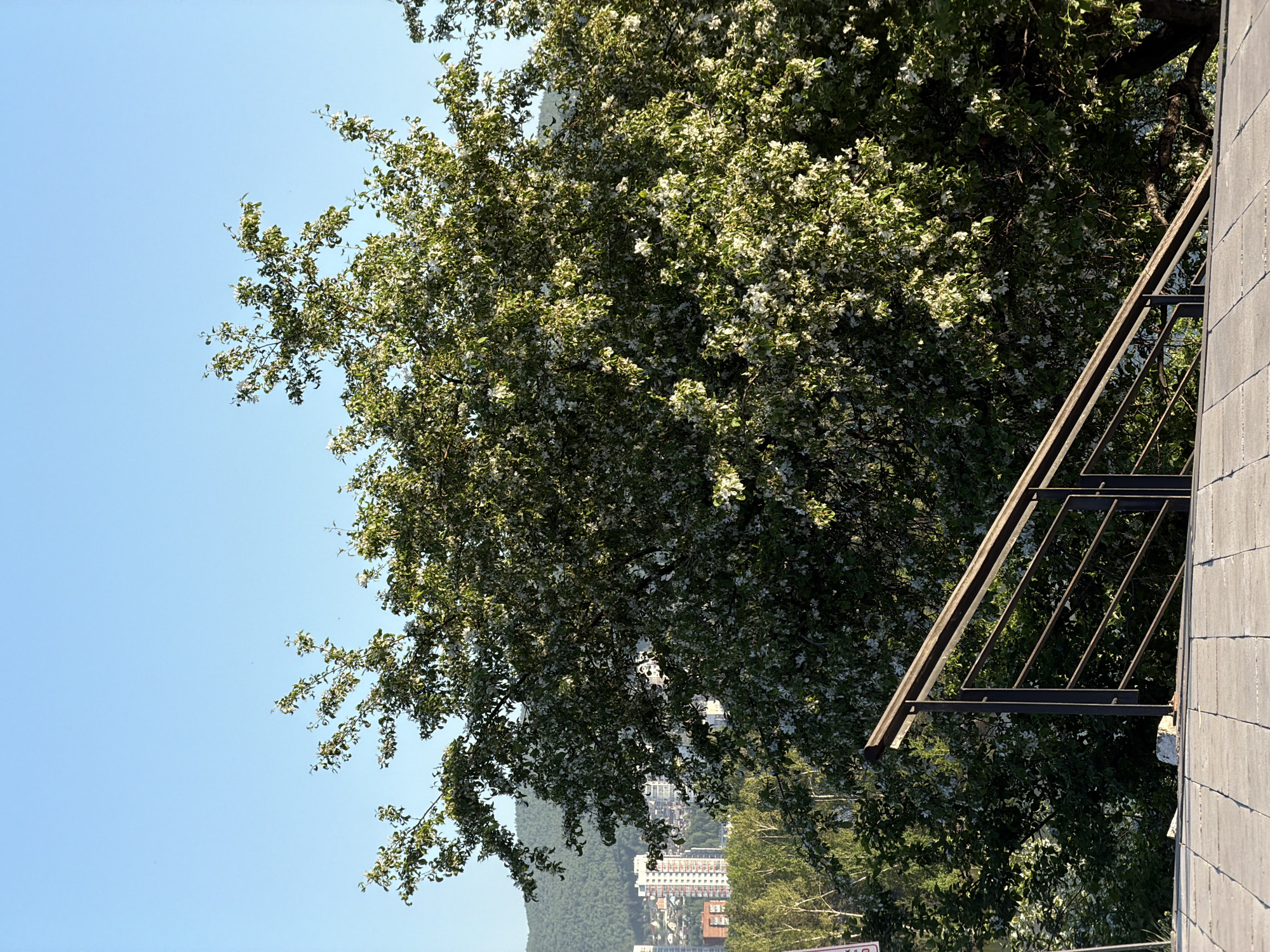 This image captures an outdoor scene, likely in Krasnoyarsk, Russia, showcasing a blend of natural and urban elements under a clear blue sky. The most prominent subject is a large, leafy tree positioned centrally and to the left, adorned with abundant green foliage and numerous small white blossoms, suggesting it is spring or early summer.
The top left and right portions of the image feature a bright, clear blue sky, indicating sunny weather. In the background, visible through and below the tree's branches, are several multi-story buildings, characteristic of an urban setting. Behind these structures, a distant forested hill or mountain range can be seen, adding a natural landscape element to the scene.
On the far right, a textured surface made of large, rectangular gray tiles suggests a paved path, wall, or platform. Extending from this tiled structure is a black metal railing or support system, composed of diagonal and horizontal bars, possibly part of a balcony or a viewpoint. No people or specific activities are depicted, presenting a static, serene view. A small, white rectangular sign is partially visible in the bottom left corner, but any text on it is illegible. The scene conveys a sense of peaceful coexistence between the city and its natural surroundings, under bright daylight.