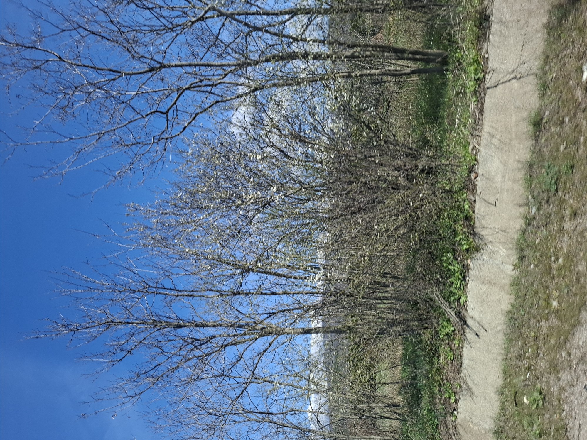 The image shows a concrete pathway running alongside a line of trees with bare branches against a clear blue sky. Some of the trees have white blossoms. Grass and other low-lying vegetation grow along the pathway's edge. The image appears to be taken in a park or wooded area in Gradets, Bulgaria. No people are visible.