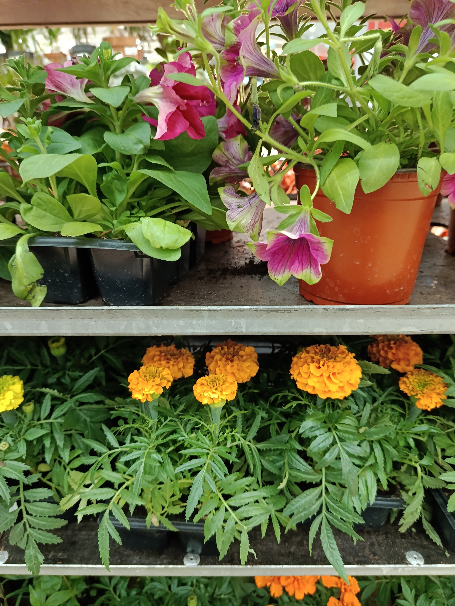 The image shows two shelves of plants, likely in a garden center or nursery. On the top shelf, there are petunia plants in both black plastic containers and an orange pot. The petunias have green leaves and various shades of pink and purple flowers. The bottom shelf contains marigolds with orange and yellow flowers and green foliage. The plants are displayed on a metal shelf. The location cannot be determined based on this image.