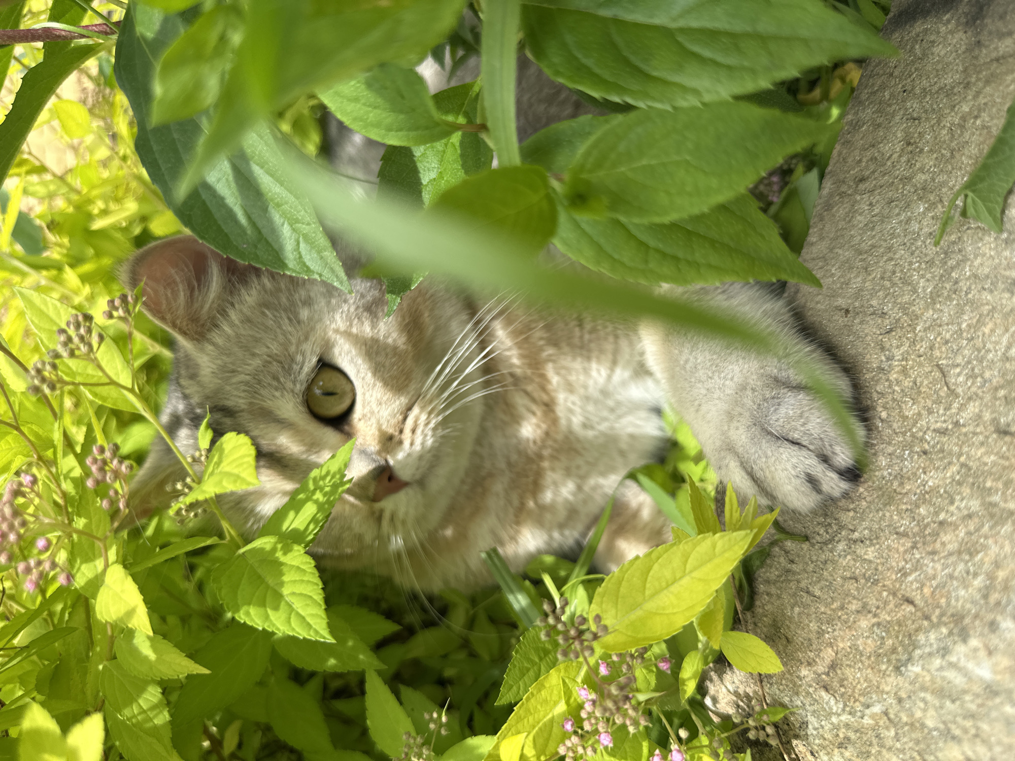 A light-colored tabby cat with green eyes is peeking out from behind lush green foliage. The cat is positioned in the center-right of the frame, with its head and front paws visible. The cat's fur has tabby markings in shades of brown and grey. Its front right paw is resting on a rough, greyish-brown rock in the lower-center of the image. The foliage consists of bright green leaves and small clusters of pinkish-purple flowers. The background is blurred, suggesting a shallow depth of field. The lighting indicates it is daytime, with sunlight casting shadows on the leaves. The scene appears to be outdoors, possibly in a garden or park.