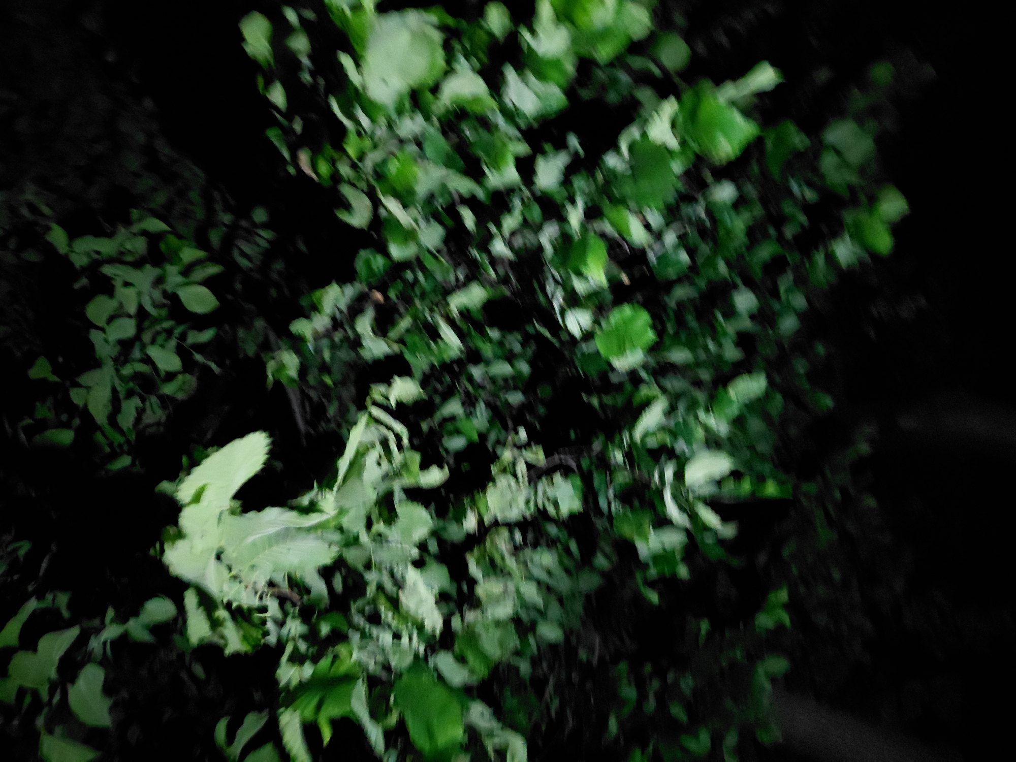 The image captures a blurry, close-up view of dense green foliage set against a predominantly black background. The leaves, varying in shades of vibrant to dark green, appear to belong to trees or bushes. Some individual leaves are discernible, particularly brighter ones in the foreground and center, but the overall image lacks sharp focus, suggesting motion blur or a low-light condition. The dark background strongly indicates that the photograph was taken at night or in a deeply shaded area, with minimal or localized light illuminating the greenery. No identifiable people, animals, or specific objects other than the plant life are visible. There is no discernible activity or event taking place; it is a static shot of nature. No text is visible in the image. The scene conveys a natural, outdoor environment consistent with a landscape in Ustyvytsia, Ukraine, possibly a forest edge or garden at night.