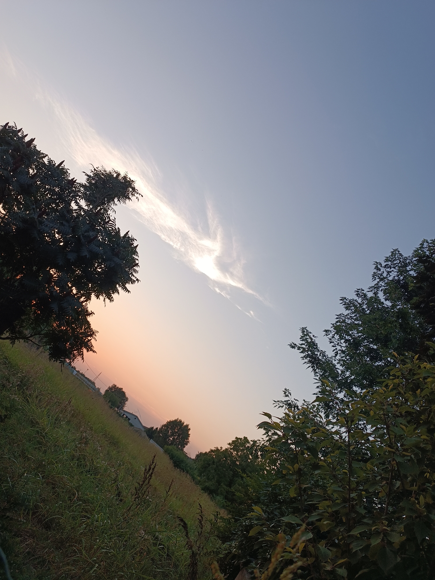 The image captures a landscape scene, likely in Viadana, Italy, during twilight. The sky is a gradient of soft blues and oranges, with wispy clouds illuminated by the setting sun. In the foreground, a field of tall green grass stretches diagonally across the frame. To the left, the dark silhouette of a leafy tree dominates the upper portion of the image. On the right, another dense green foliage of trees occupies the lower right corner. In the distance, faint outlines of buildings and scattered trees are visible. The overall impression is a serene, rural evening.