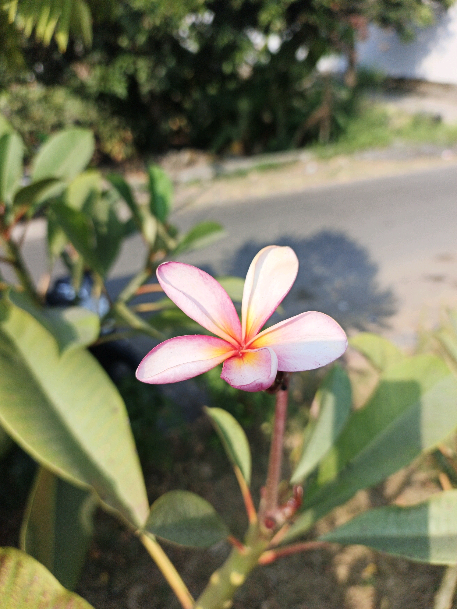 A close-up, slightly angled shot shows a single, delicate pink and yellow plumeria flower in bloom. The petals are soft and translucent, with a gradient of color from a deep pink at the edges to a bright yellow at the center. The flower is the primary subject, with its details sharply in focus. Behind the flower, large, glossy green leaves of the plumeria plant fill the foreground and midground. The background is softly blurred, showing a hint of a paved road and some green foliage. Sunlight dapples the scene, creating highlights and shadows. The image appears to be taken outdoors during daylight hours. Given the tropical appearance of the plumeria and the style of the foliage, the setting is likely consistent with the environment found in Boro, Indonesia, a region known for its lush vegetation and warm climate. There are no people or animals visible in the frame.