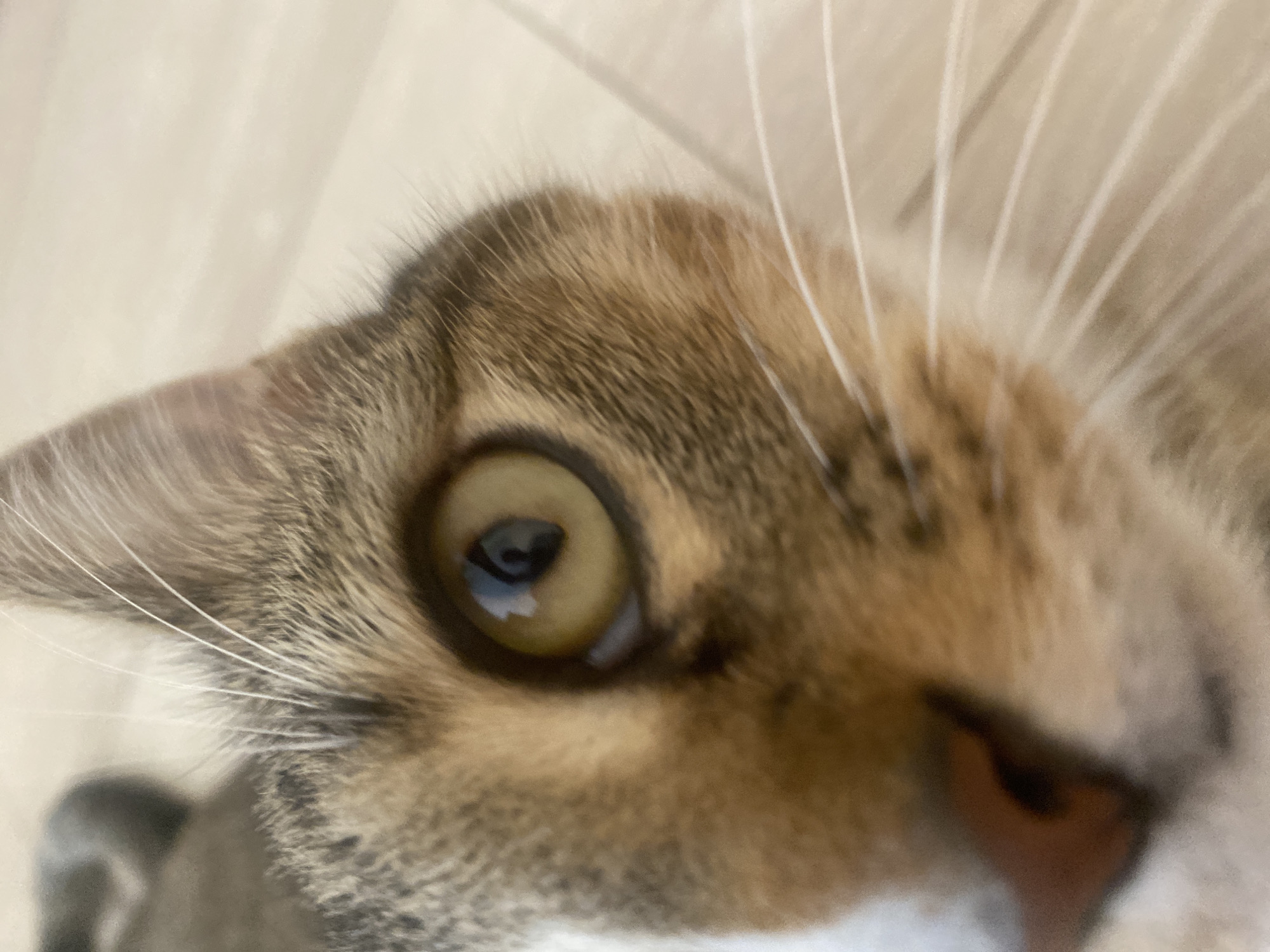 This is a close-up, low-angle shot of a cat's face. The cat has tabby markings with brown and tan fur. Its left eye is the main focus, appearing large and golden with a dark pupil. White whiskers are prominent, fanning out from its muzzle. The background is a soft, blurred beige, possibly a wall or fabric. The lighting appears to be natural, with a slight reflection visible in the cat's eye, suggesting it might be looking towards a window or light source. The image is well-lit and the focus is sharp on the cat's eye and surrounding fur, with a shallow depth of field creating a blurred background. The perspective makes it seem as if the cat is looking directly at the camera, possibly peering over something. There is no visible text in the image.
