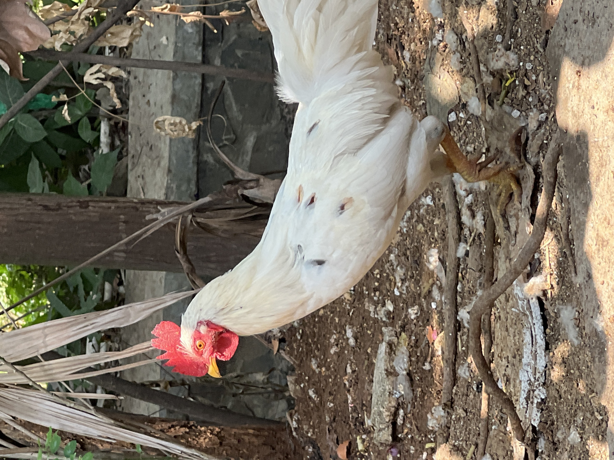 A white rooster stands in a dirt and debris-filled yard. The rooster has a red comb and wattles, a yellow beak, and a yellow eye. Its body is mostly white with some dark speckles on its wings. The ground is covered with dirt, small stones, dry leaves, and twigs. In the background, there are tree trunks, dry palm fronds, and green foliage. A concrete structure is visible behind the foliage. The scene appears to be an outdoor environment, possibly in a rural or semi-rural area.