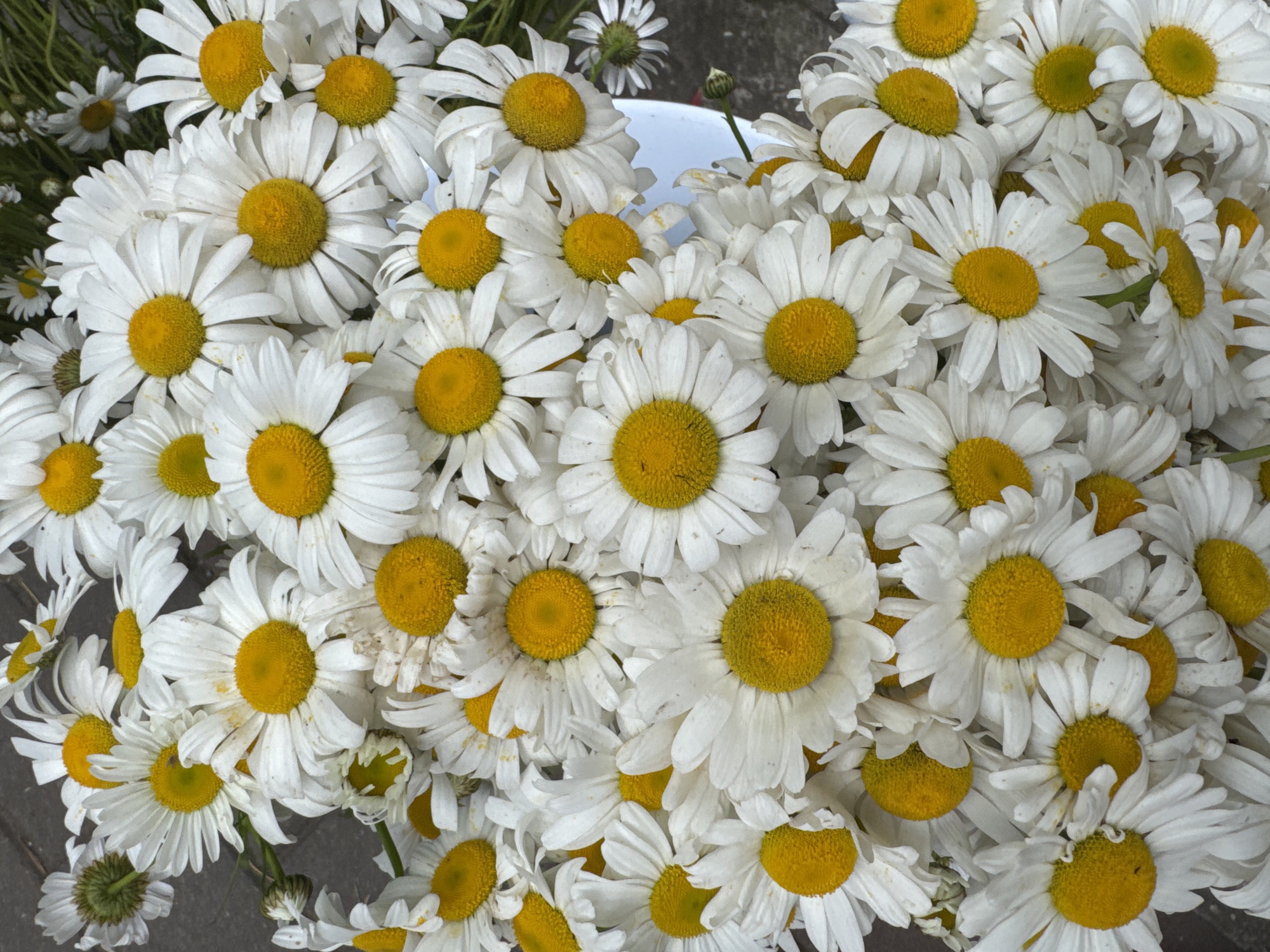 A high-angle, close-up shot shows a dense cluster of white daisies with yellow centers. The flowers fill the frame, with some extending beyond the visible area. A few smaller, less defined white flowers are on the left side. A white container peeks through the flowers in the upper-center. The daisies appear fresh, with minimal wilting or damage. The surface on which the flowers rest is a gray, textured material, possibly concrete or stone. No people are visible. The scene depicts a collection or arrangement of daisies, possibly for sale or display. The location in Batumi, Georgia, is not readily evident from the image.