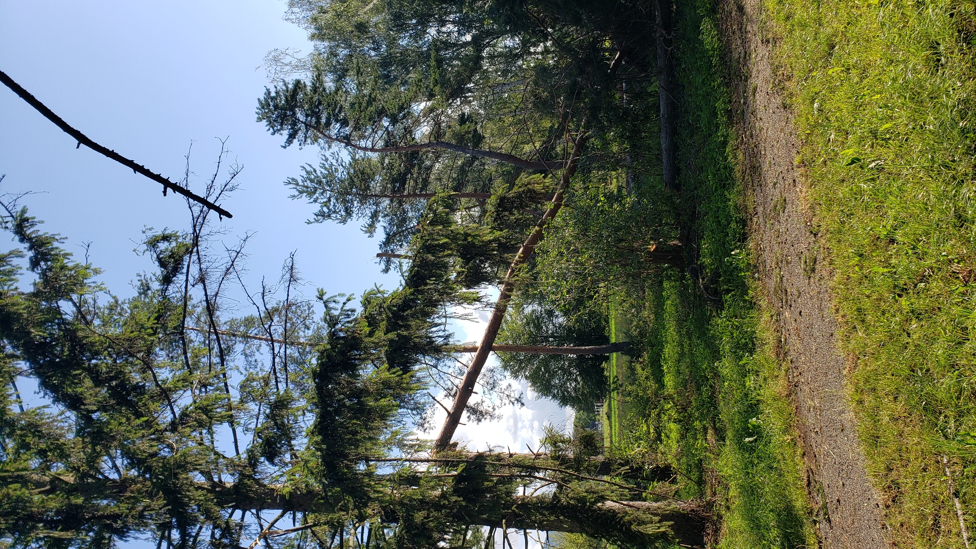 A nature scene features a large fallen tree trunk spanning across a gap between two standing trees. The trunk, a light brown color, rests horizontally, supported by the branches of the trees. Lush green grass and foliage cover the ground, with a gravel path visible in the foreground. The sky above is clear and blue, with some scattered clouds. The image appears to be taken in a park or forest area.