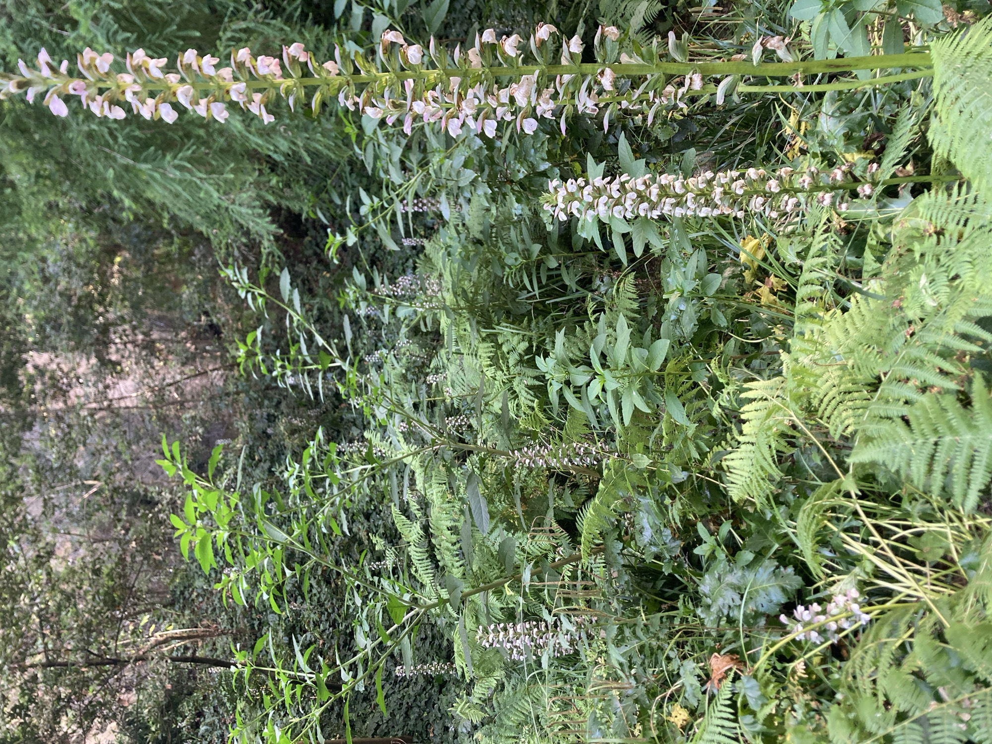 This is a photograph of a lush, green forest floor environment with several tall, slender plants bearing clusters of small, pale flowers. The foreground is dominated by vibrant green ferns, with their fronds fanning out across the frame. Behind the ferns, a dense undergrowth of various leafy green plants creates a rich tapestry of foliage. In the mid-ground and background, the scene transitions to a denser forest with a variety of trees and shrubs, their leaves forming a textured backdrop. The lighting suggests it is daytime, with dappled sunlight filtering through the canopy, creating highlights and shadows. The image depicts a natural, overgrown setting, potentially a park or woodland area. There are no people or man-made structures visible in the scene. The specific location in Barcelona, Spain cannot be determined from the image alone.