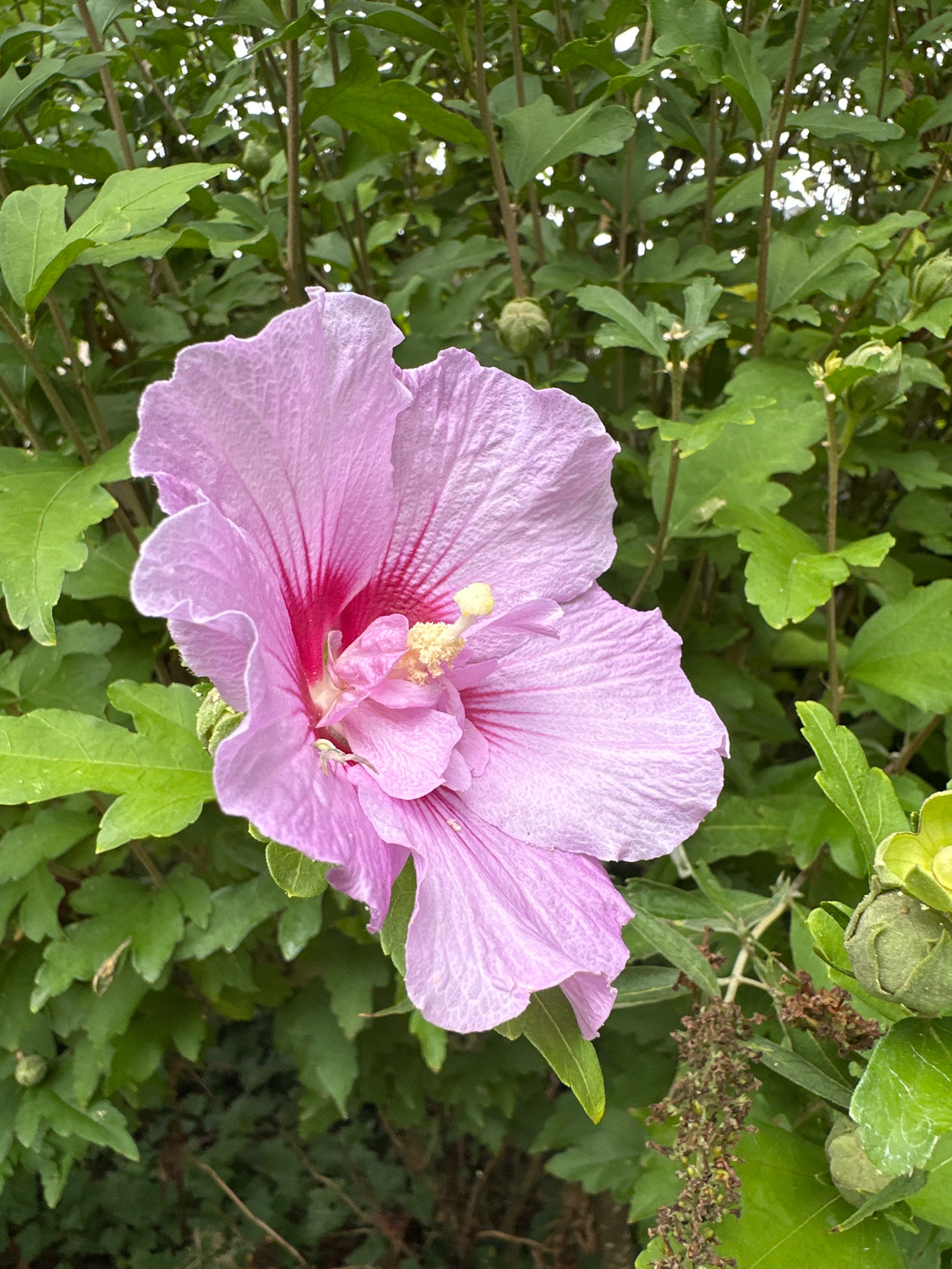 A close-up, high-angle shot captures a vibrant, light purple hibiscus flower in bloom. The flower is positioned on the right side of the frame, with its delicate petals unfurling. Its center is a deep pink, and it has a prominent yellow stamen. The flower is surrounded by lush green foliage, characteristic of a garden setting. Several green buds are visible on the right side of the image, hinting at more blooms to come. The background is dominated by the dense green leaves and branches of the hibiscus plant, suggesting a natural outdoor environment. The lighting appears to be natural daylight, highlighting the textures and colors of the flower and leaves.