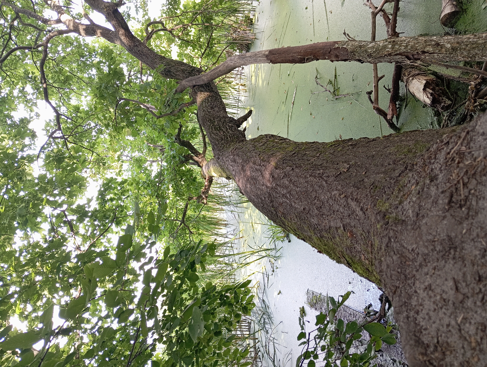 A large, gnarled tree trunk is angled diagonally from the bottom left to the upper right of the frame, extending over a still body of water covered in a thick layer of green algae. The water is bordered by tall, thin reeds and other dense vegetation. The branches of the tree are visible at the top of the image, their leaves filtering the sunlight and creating a dappled effect. The scene appears to be a natural, possibly swampy, environment. There are no people or animals visible in the image.