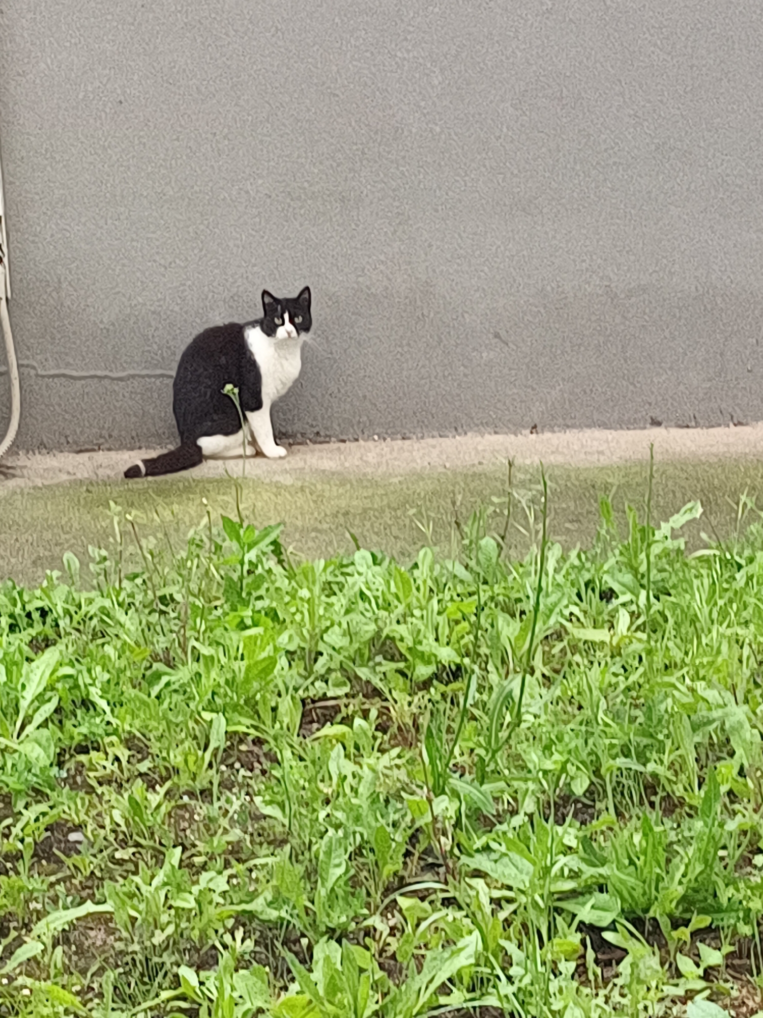 A black and white cat is the main subject of this outdoor, eye-level photograph, taken in Burgas, Bulgaria. The cat, exhibiting a tuxedo pattern with predominantly black fur on its body and head, contrasted by a white chest, muzzle, and paws, is seated on a narrow strip of ground at the base of a wall. Its tail, black with a white tip, extends behind it. The cat's head is turned, and its eyes are looking directly at the viewer, suggesting an observant or curious demeanor.
The setting features a plain, light grey, textured wall forming the background. A subtle horizontal line or discoloration runs along the lower portion of the wall, just above the ground level. A segment of a vertical white pipe or cable is visible on the left edge of the frame, resting against the wall.
In the foreground, a dense expanse of lush green grass and various types of weeds occupies the lower half of the image, indicating an unkempt natural area. The ground directly beneath the cat and between the wall and the main grassy area appears to be a mix of dirt and sparser vegetation.
The photograph captures a quiet moment during the daytime, likely under overcast conditions, given the soft, even lighting and absence of harsh shadows. No specific activity or event is occurring beyond the cat's watchful presence. There is no visible text within the image.