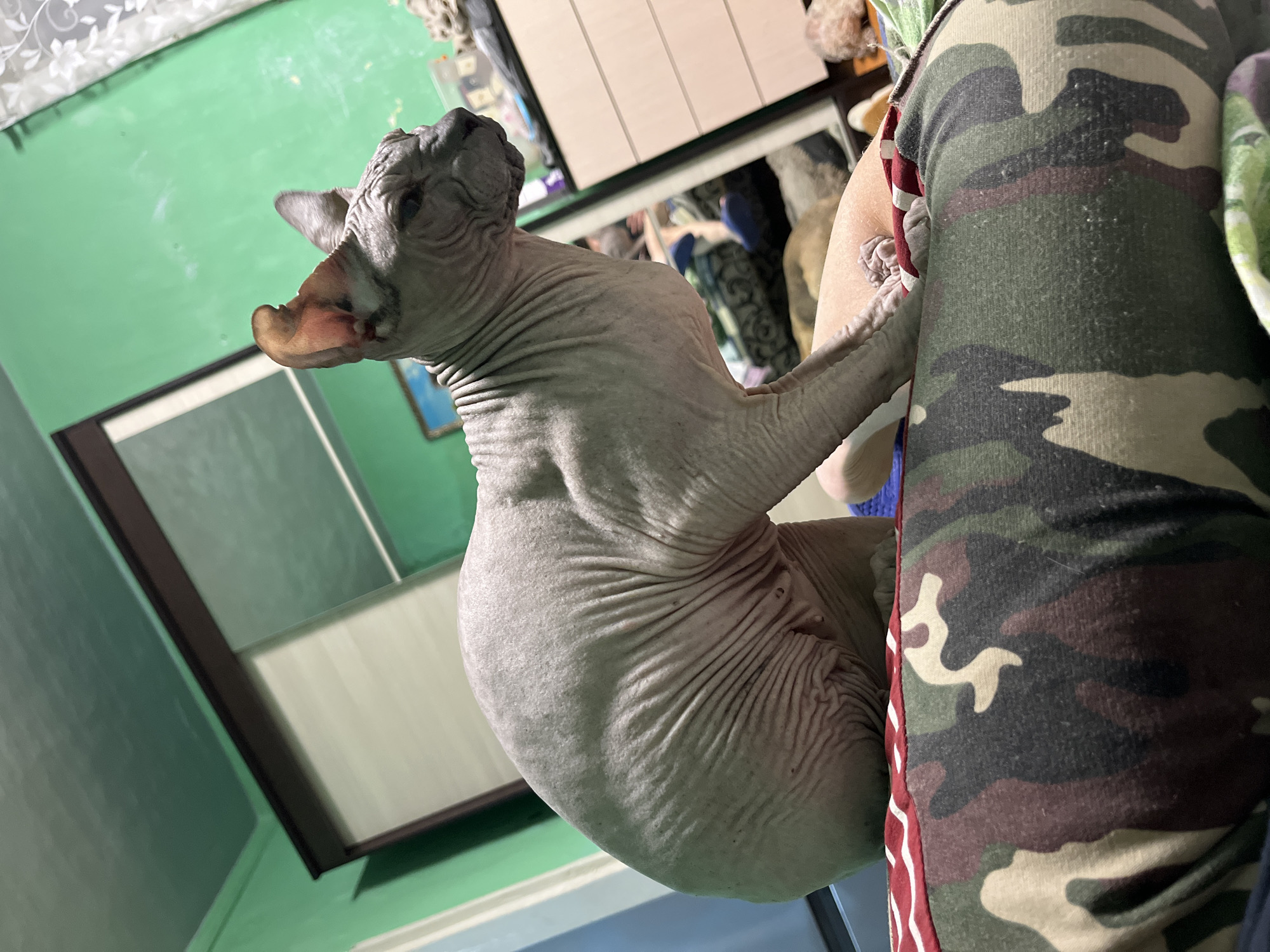 An adult, hairless cat, likely a Sphynx breed, is seated on a patterned cushion, possibly a pillow or bedspread, with a camouflage design. The cat is light gray in color and has numerous skin wrinkles, particularly visible on its back and neck. Its ears are large and prominent. The cat is looking to the right of the frame. The background consists of a room with green walls and a large wardrobe with sliding doors. A dresser is visible to the right of the wardrobe. The overall impression is of an indoor domestic setting. There is no indication of the city of Nizhny Tagil, Russia, within the image.