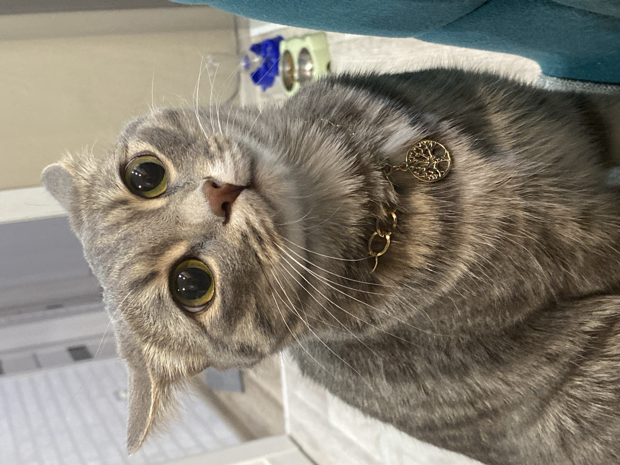 A close-up shot shows a gray tabby cat with yellow-green eyes and a gold collar featuring a tree-of-life pendant. The cat is tilted to the left, looking upwards towards the camera. The background is slightly out of focus, showing a light-colored wall or surface, a blue object, and a green object. There is no indication of the location being Марковский, Russia.